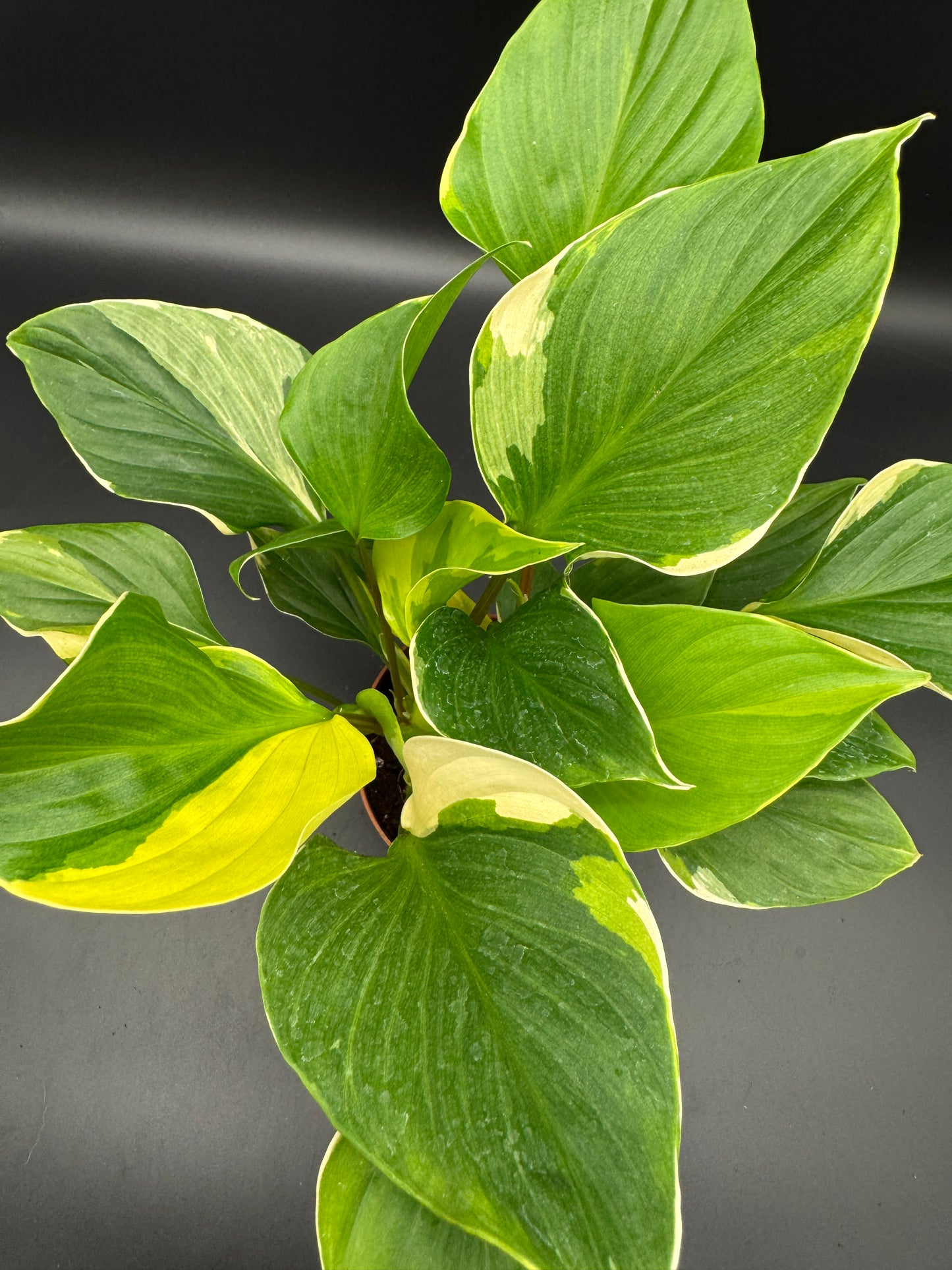 homalomena sunshine gem variegated