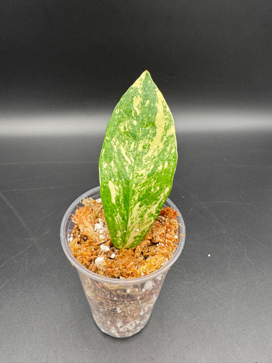 Zamioculcas sp. Kenia Green variegata