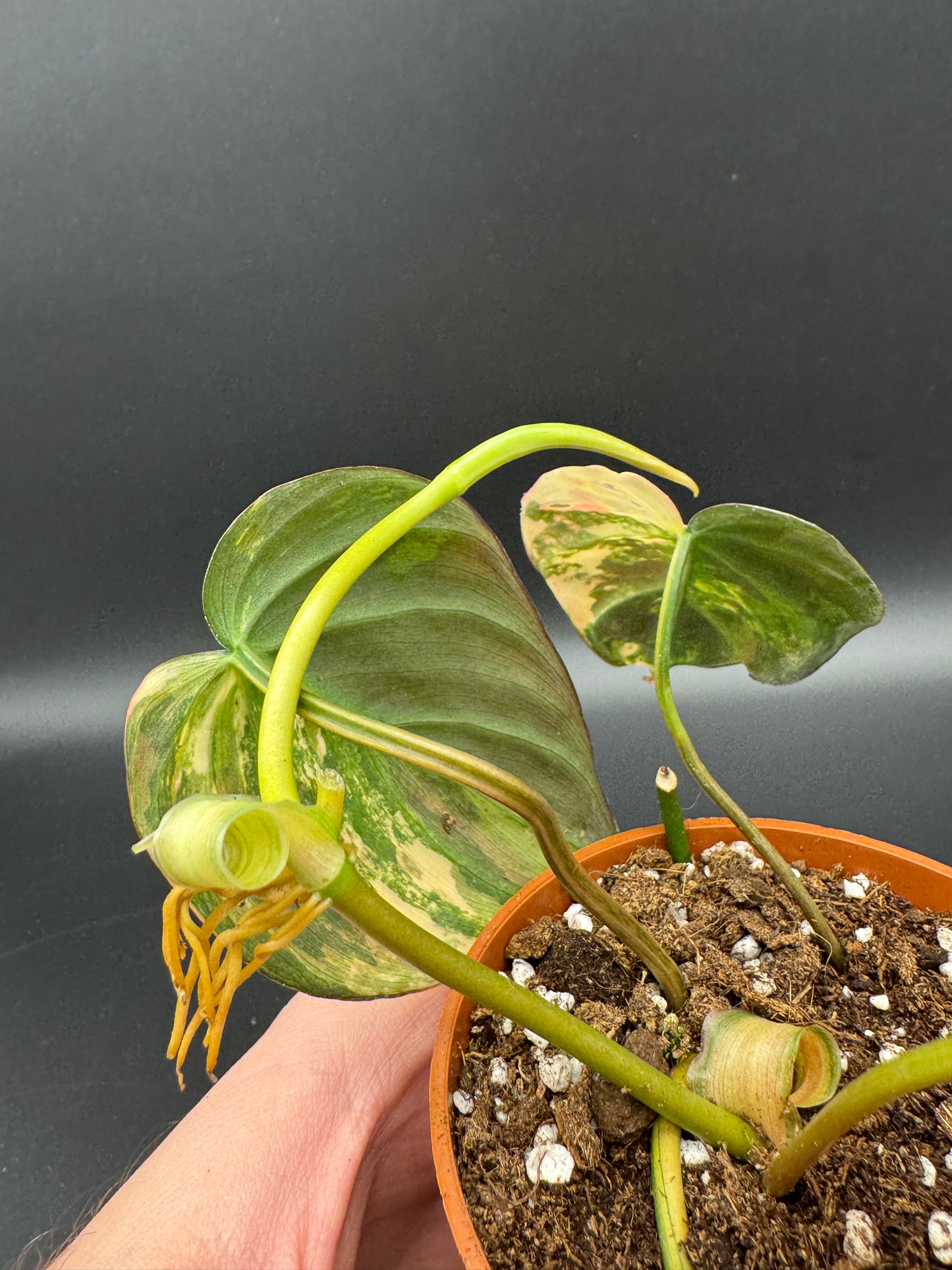 Philodendron micans variegata