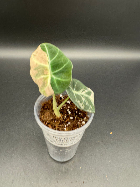 Alocasia black velvet pink variegata