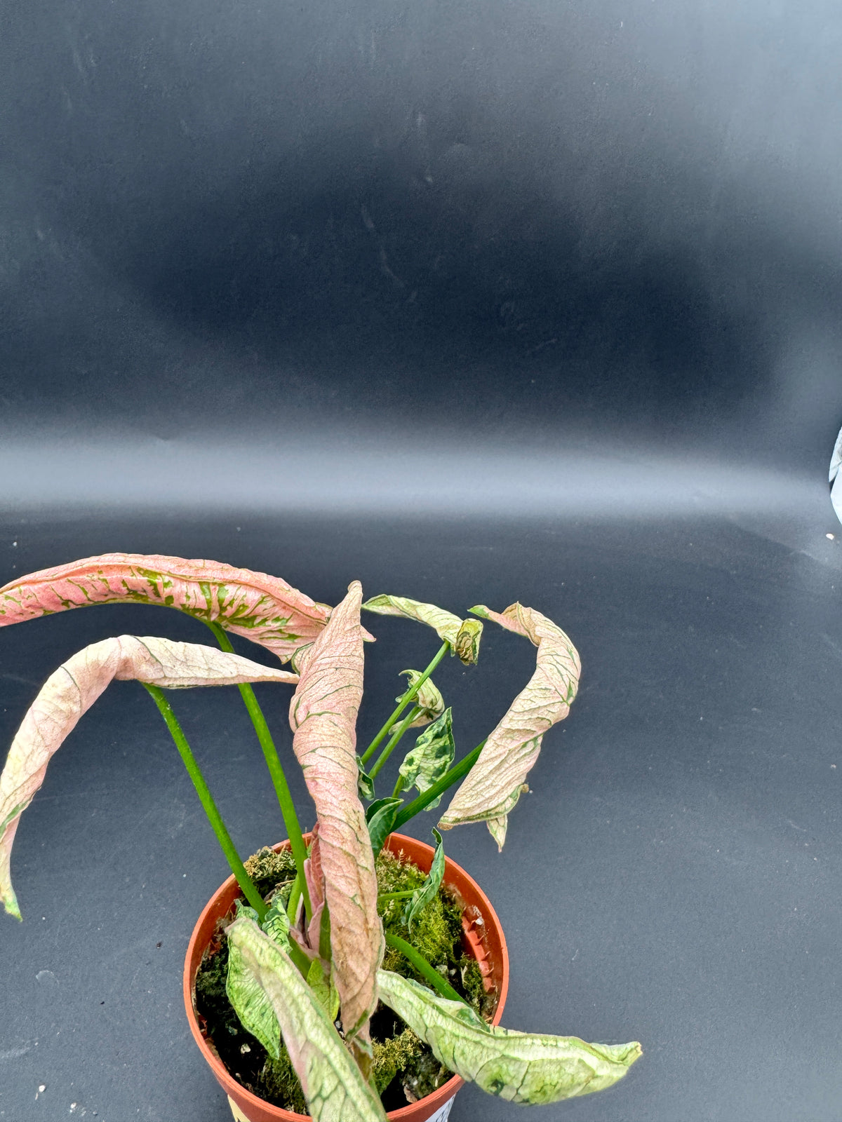 Syngonium pink rolli