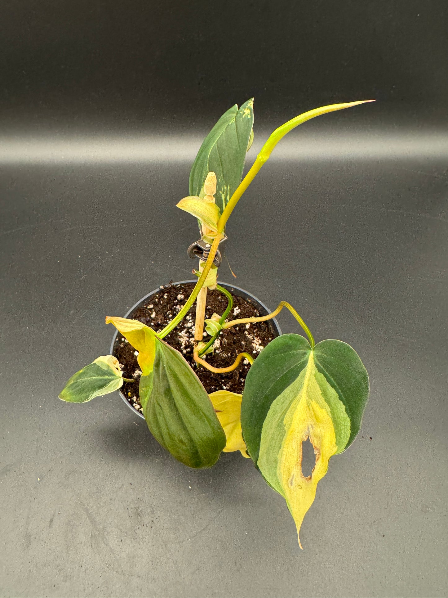 Philodendron micans variegata