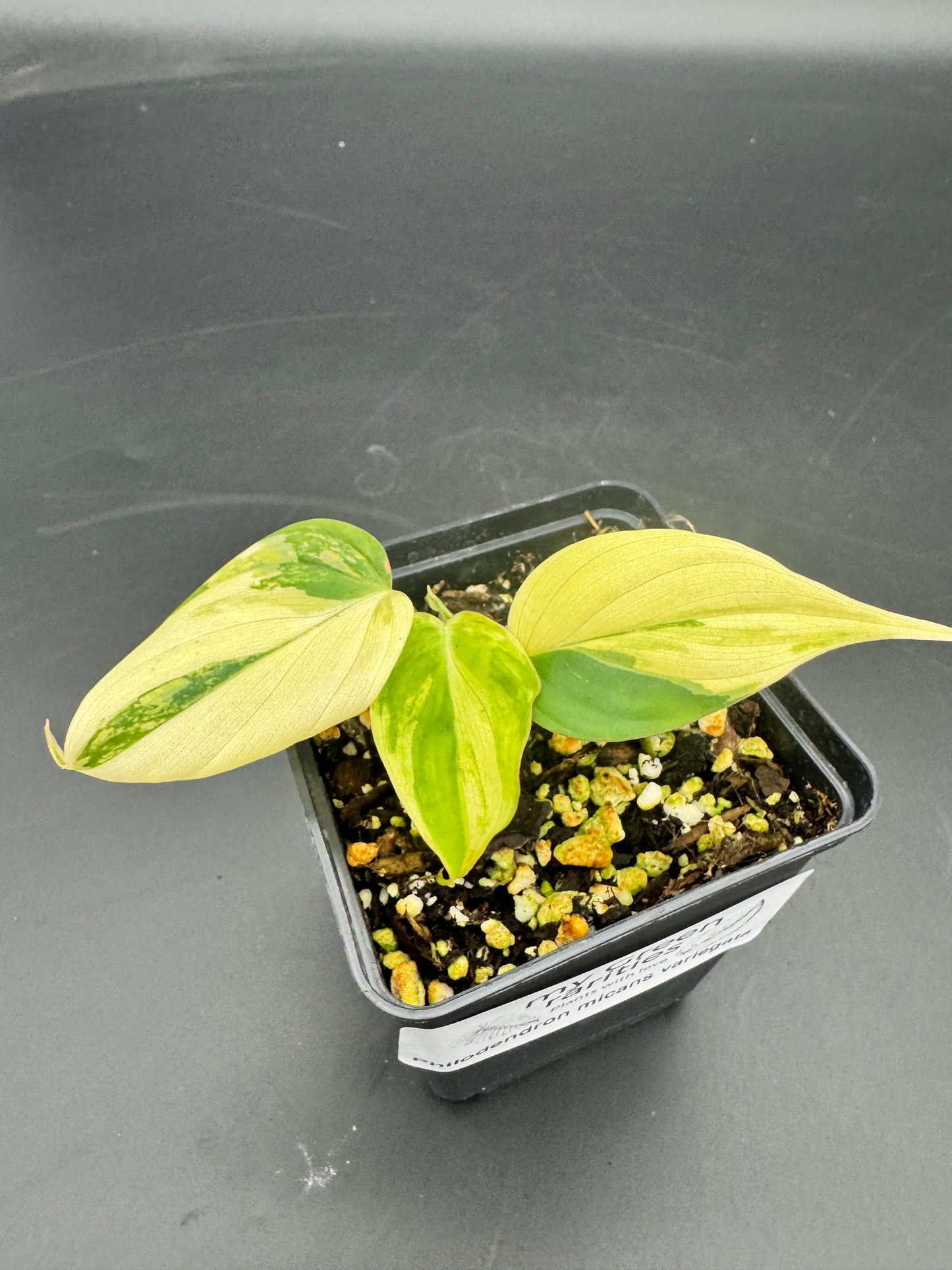 Philodendron micans variegata