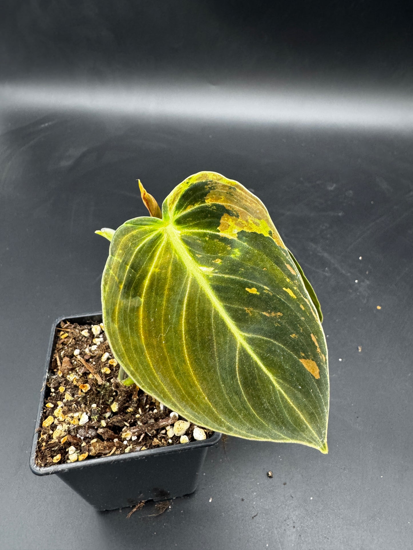 Philodendron melanochrysum variegata