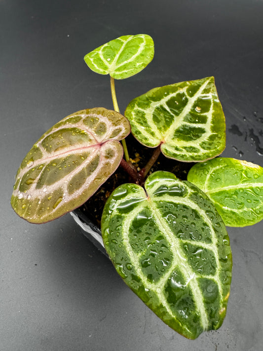 Anthurium Michelle x Michelle