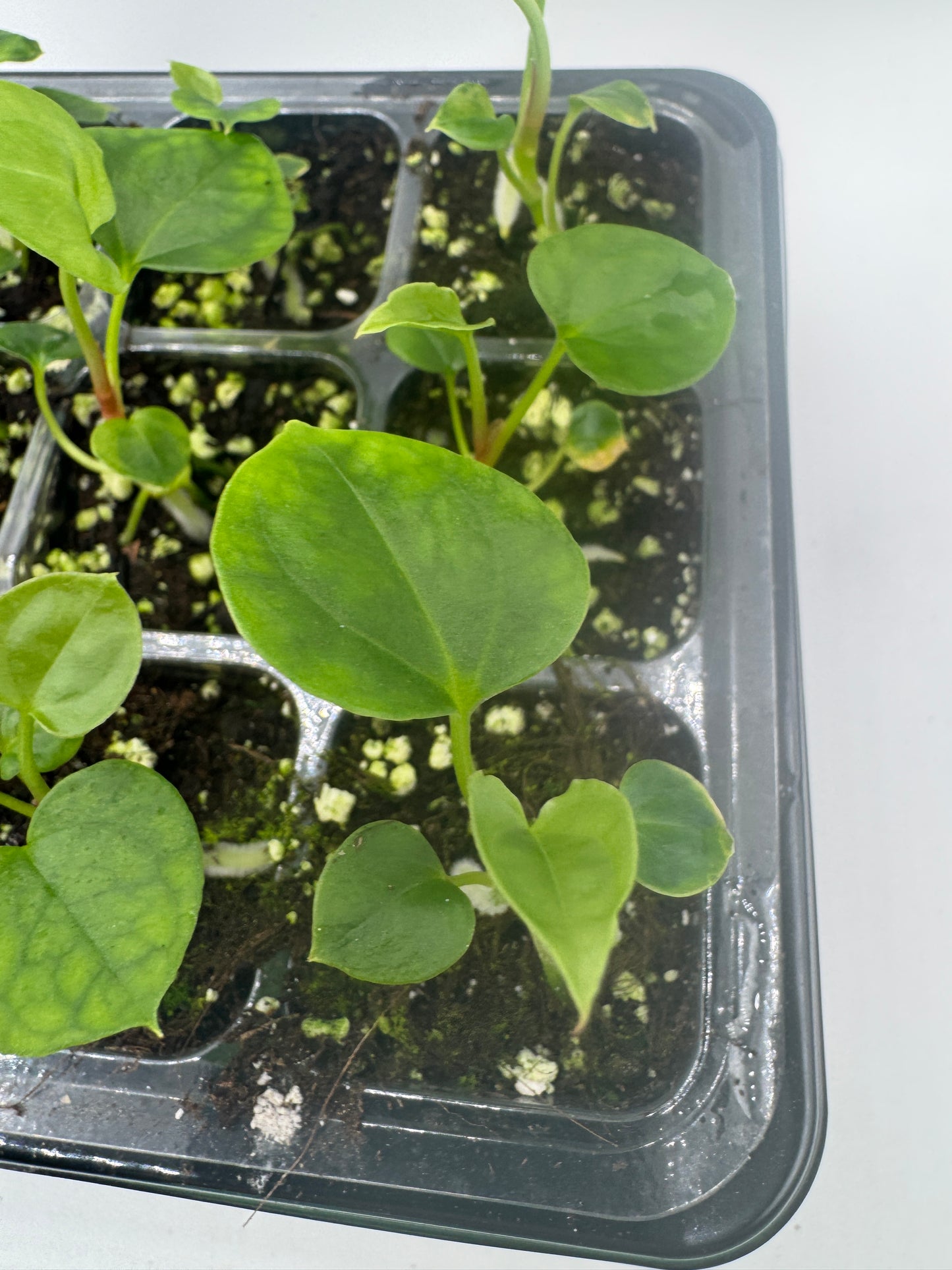 Anthurium Blue Papi X Goliath (1 Pflanze)