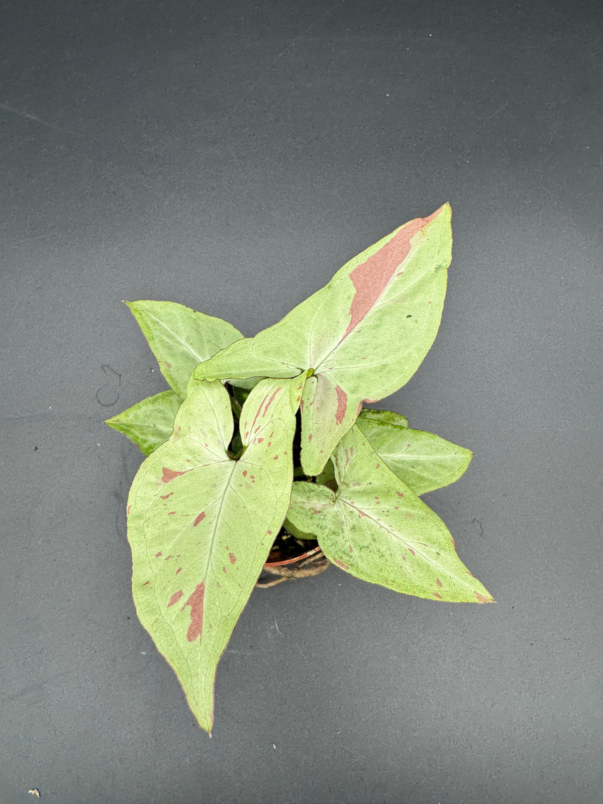 Syngonium milk confetti