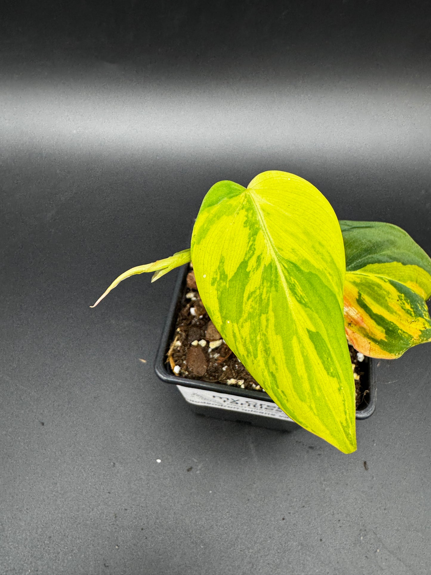 Philodendron micans variegata