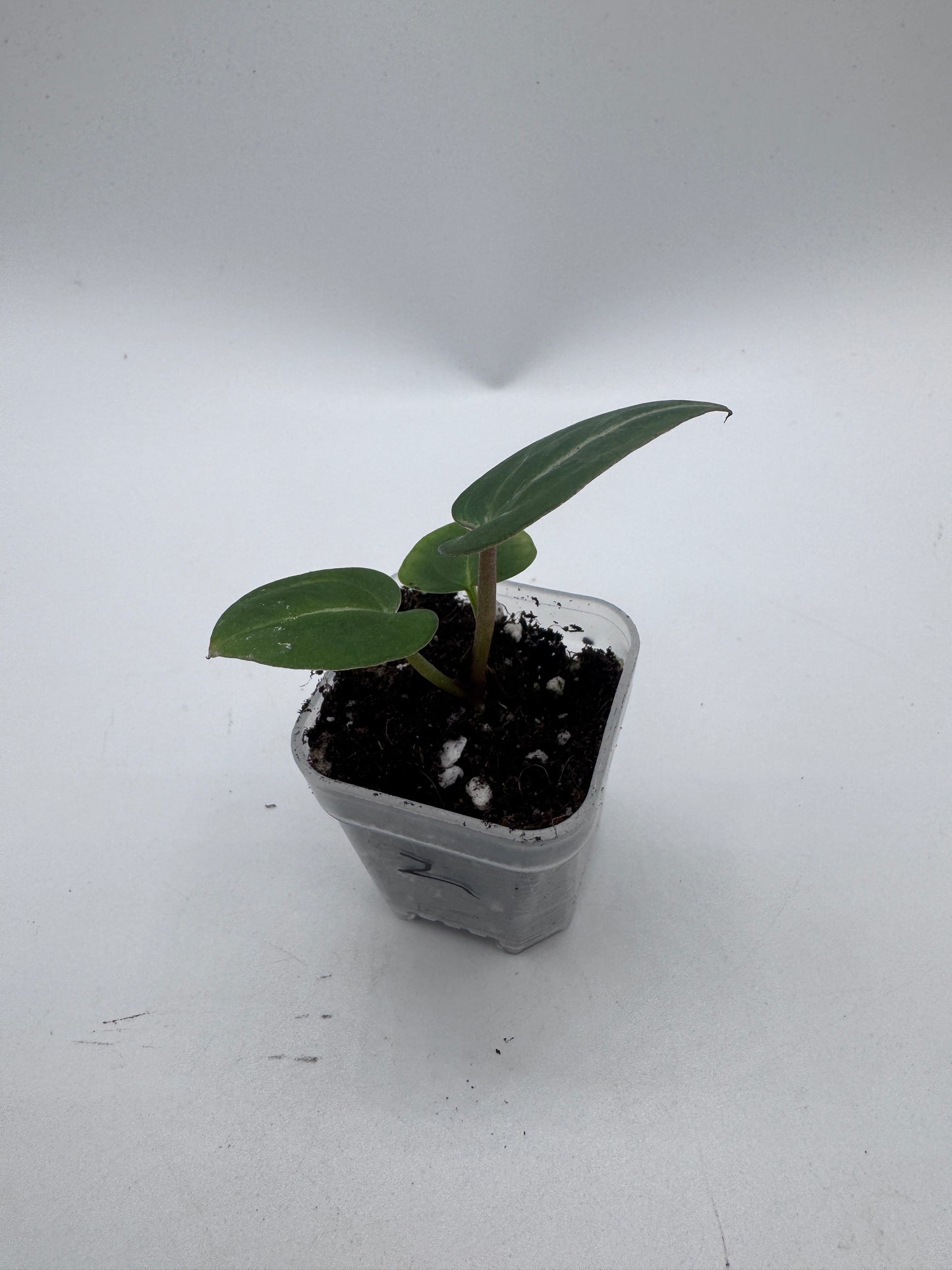 Anthurium Michelle x Michelle