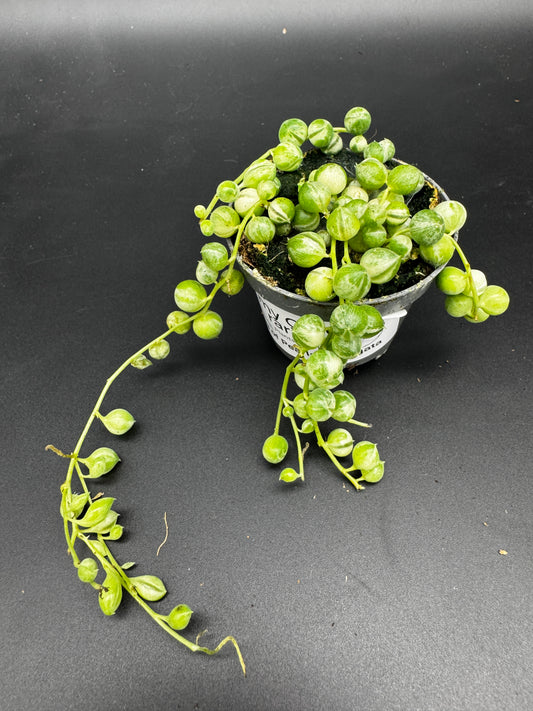 String of Pearls variegata