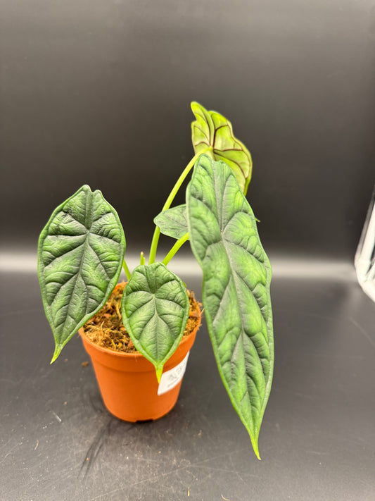 Alocasia Dragon scale