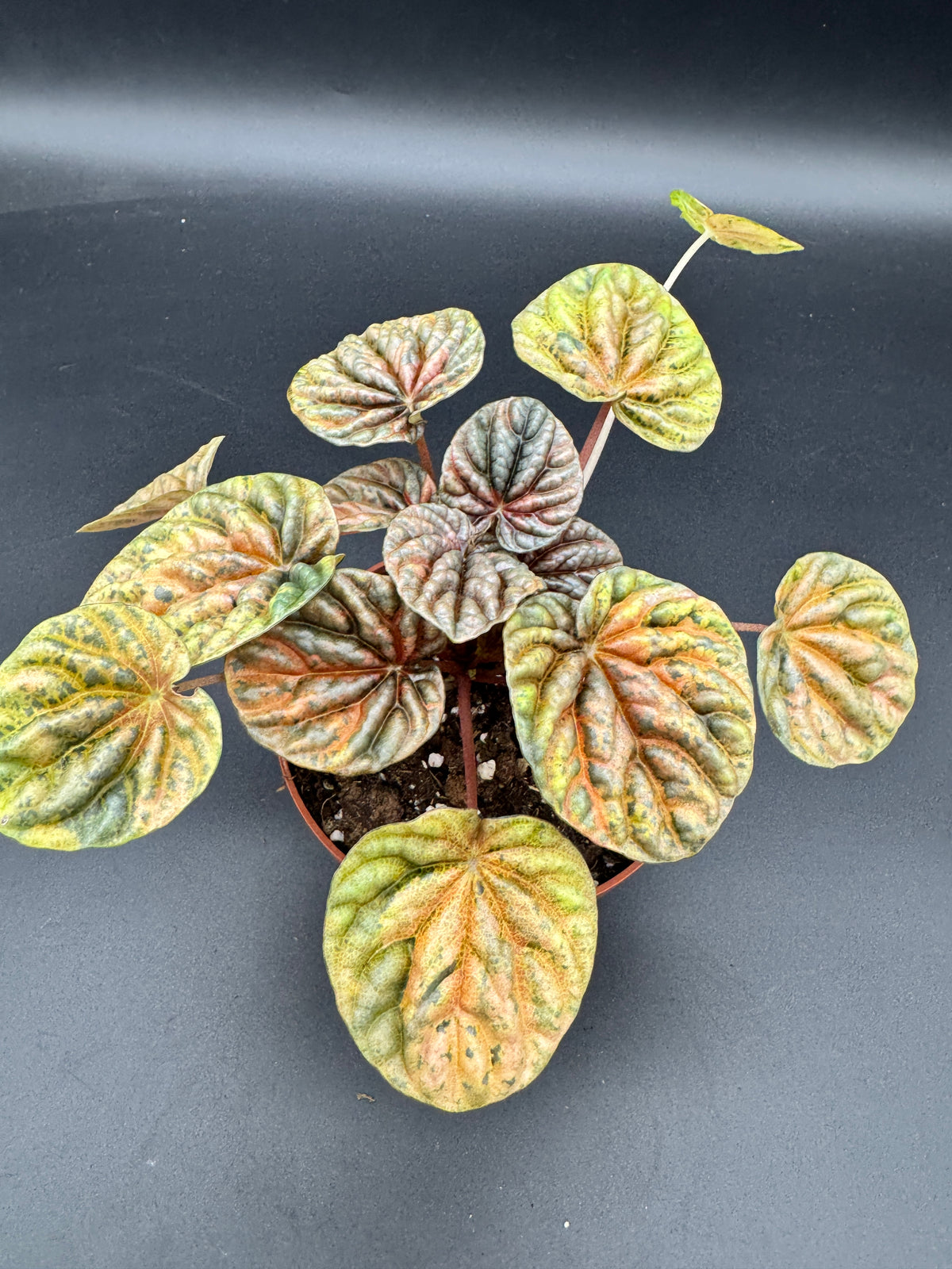 Peperomia caperata Disco Fall variegata