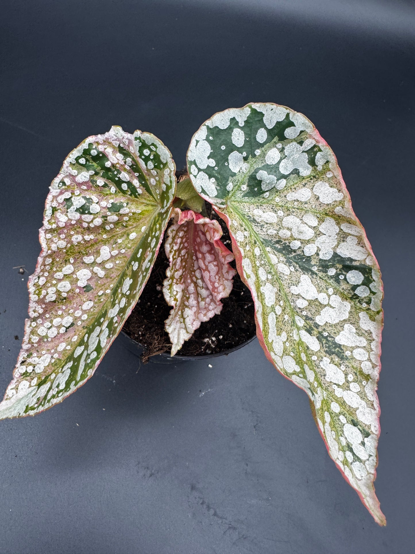 Begonia Snow capped pink variegata