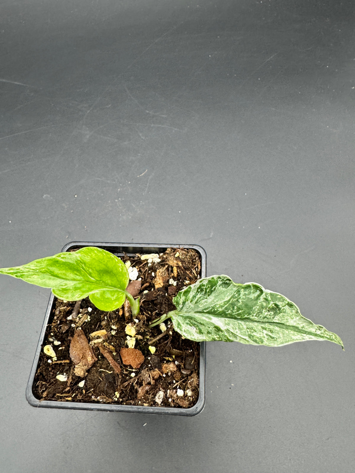 Epipremnum Domino