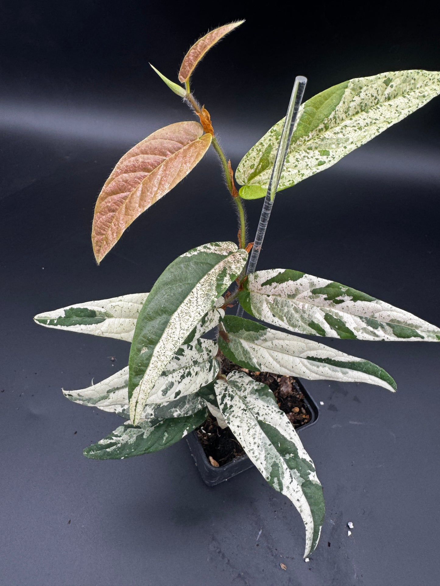 Ficus Sagittata Pink Variegata