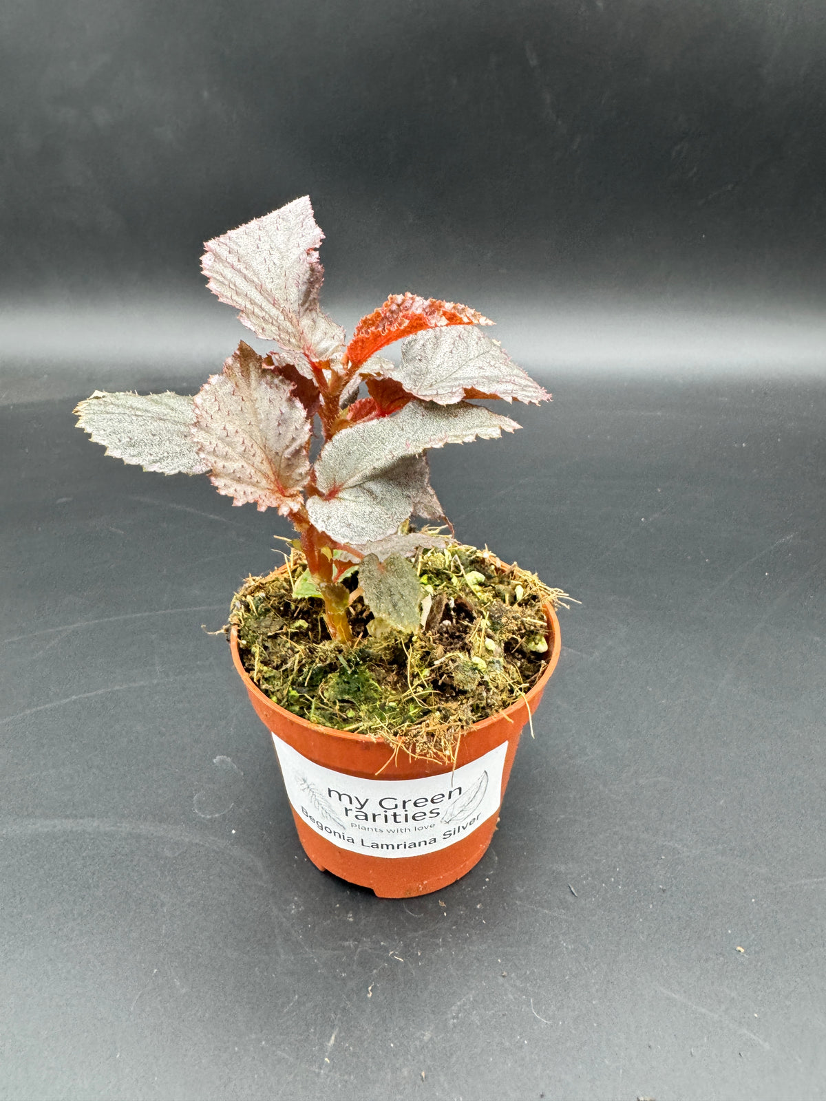 Begonia Lamriana Silver