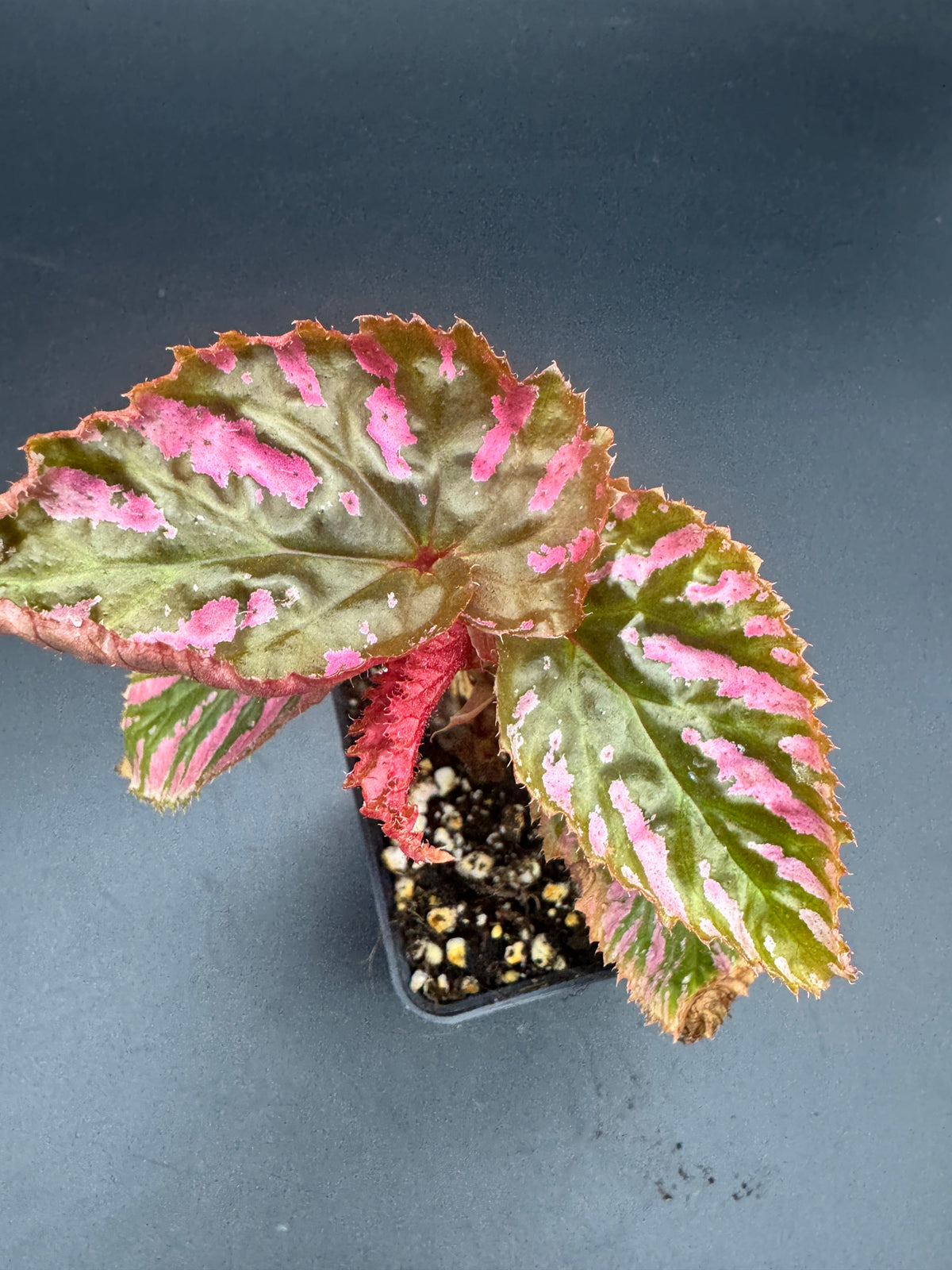 Begonia Brevirimosa