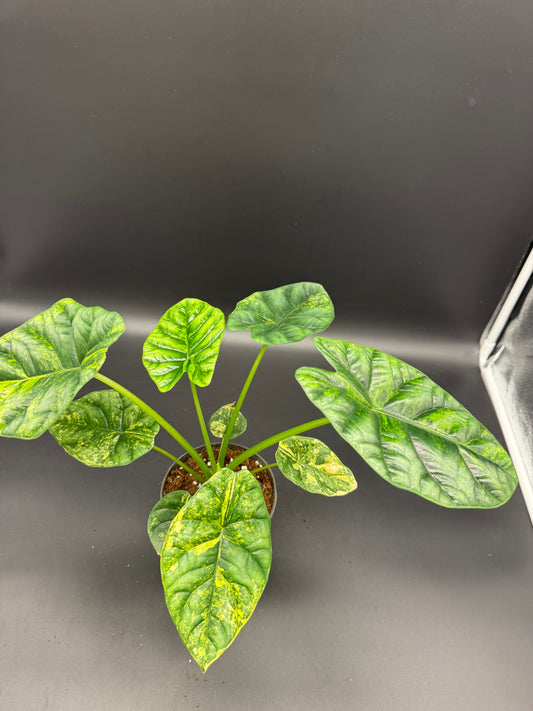 Alocasia sinuata aurea variegata