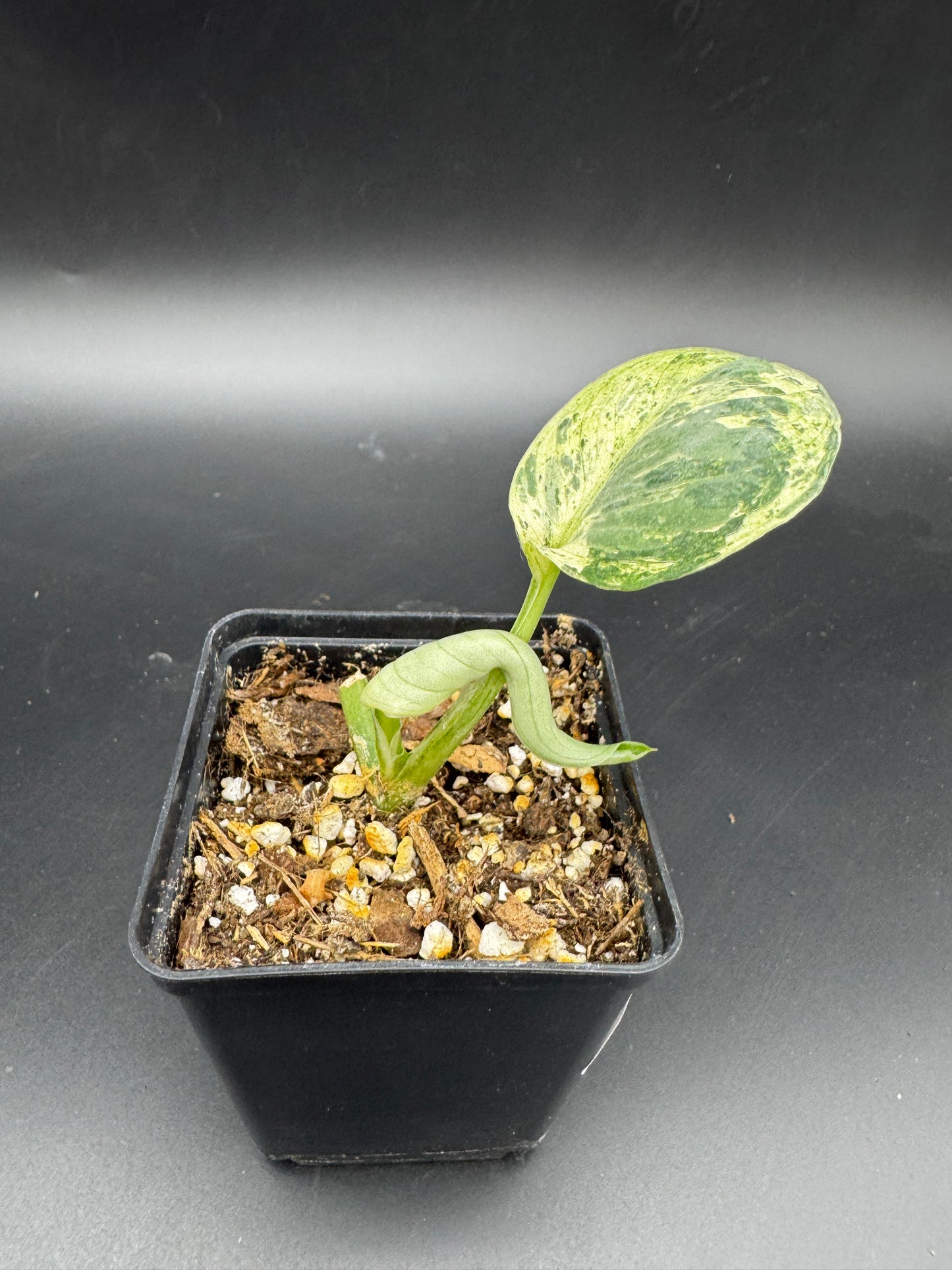Scindapsus Silver Cloud variegata