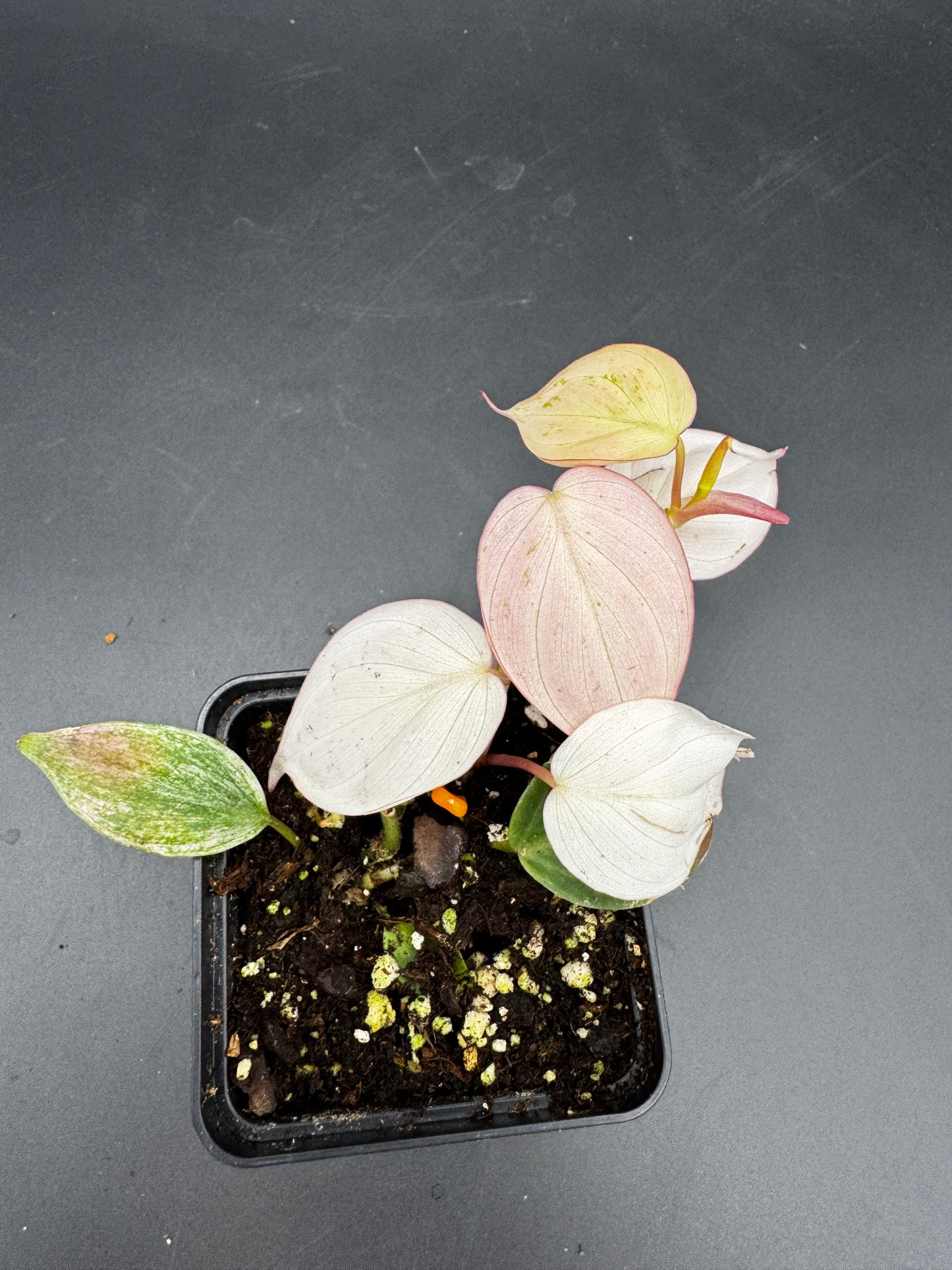 Philodendron micans pink marble variegata