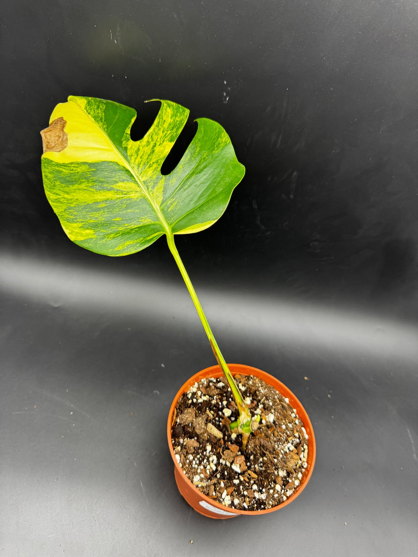 Monstera deliciosa Aurea