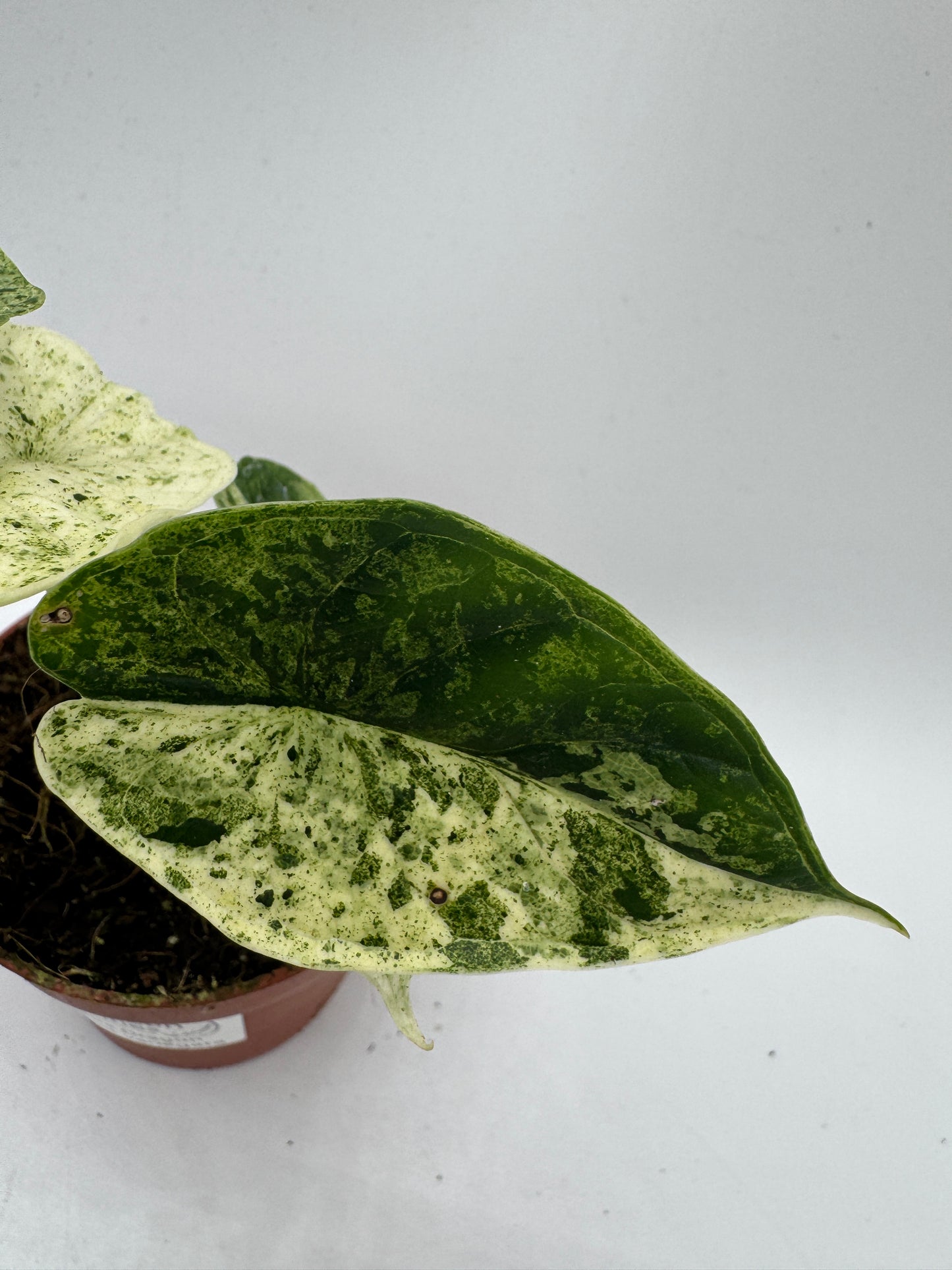 Alocasia Dragon Scale mint variegata