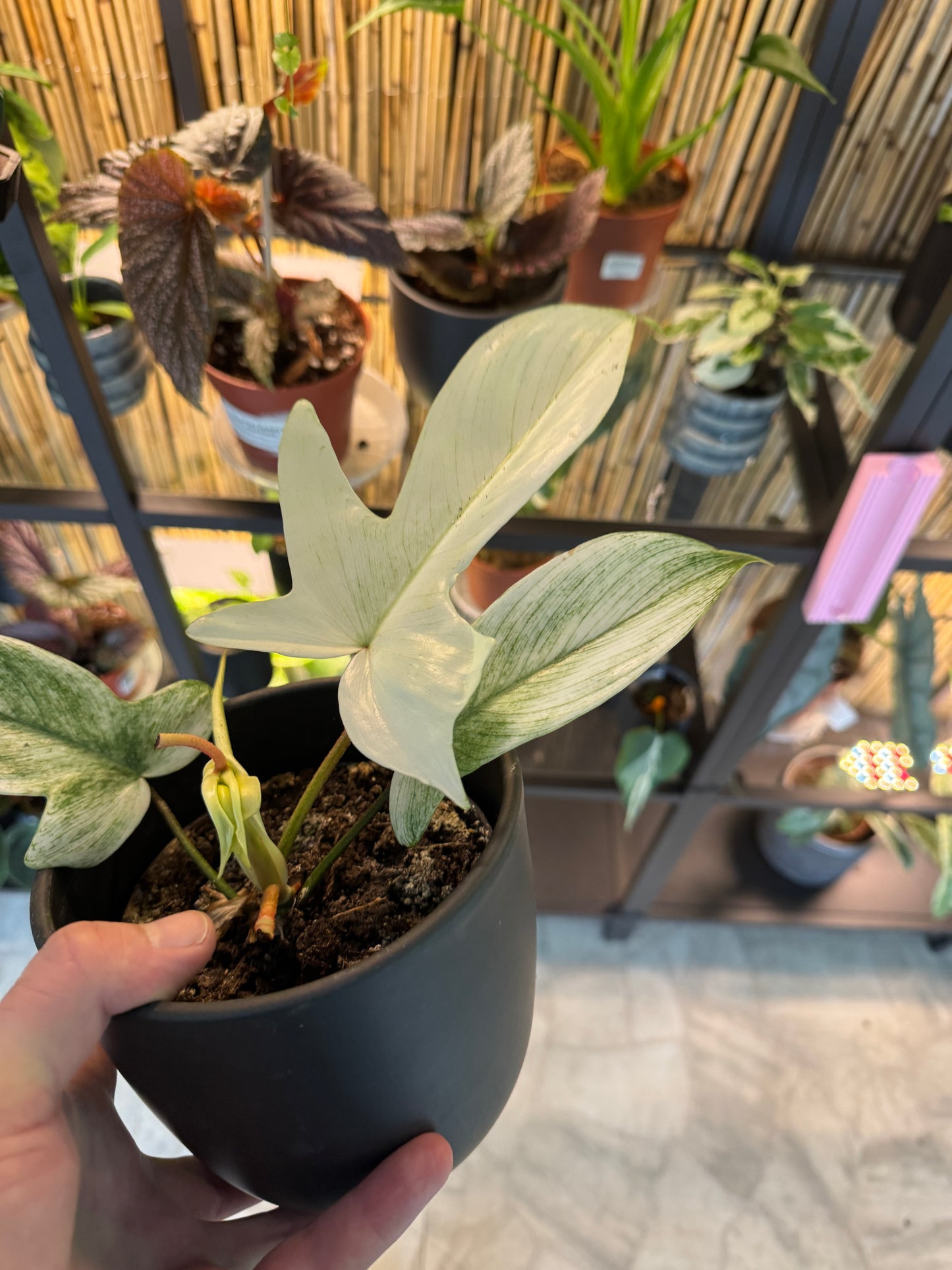 Philodendron Florida Ghost