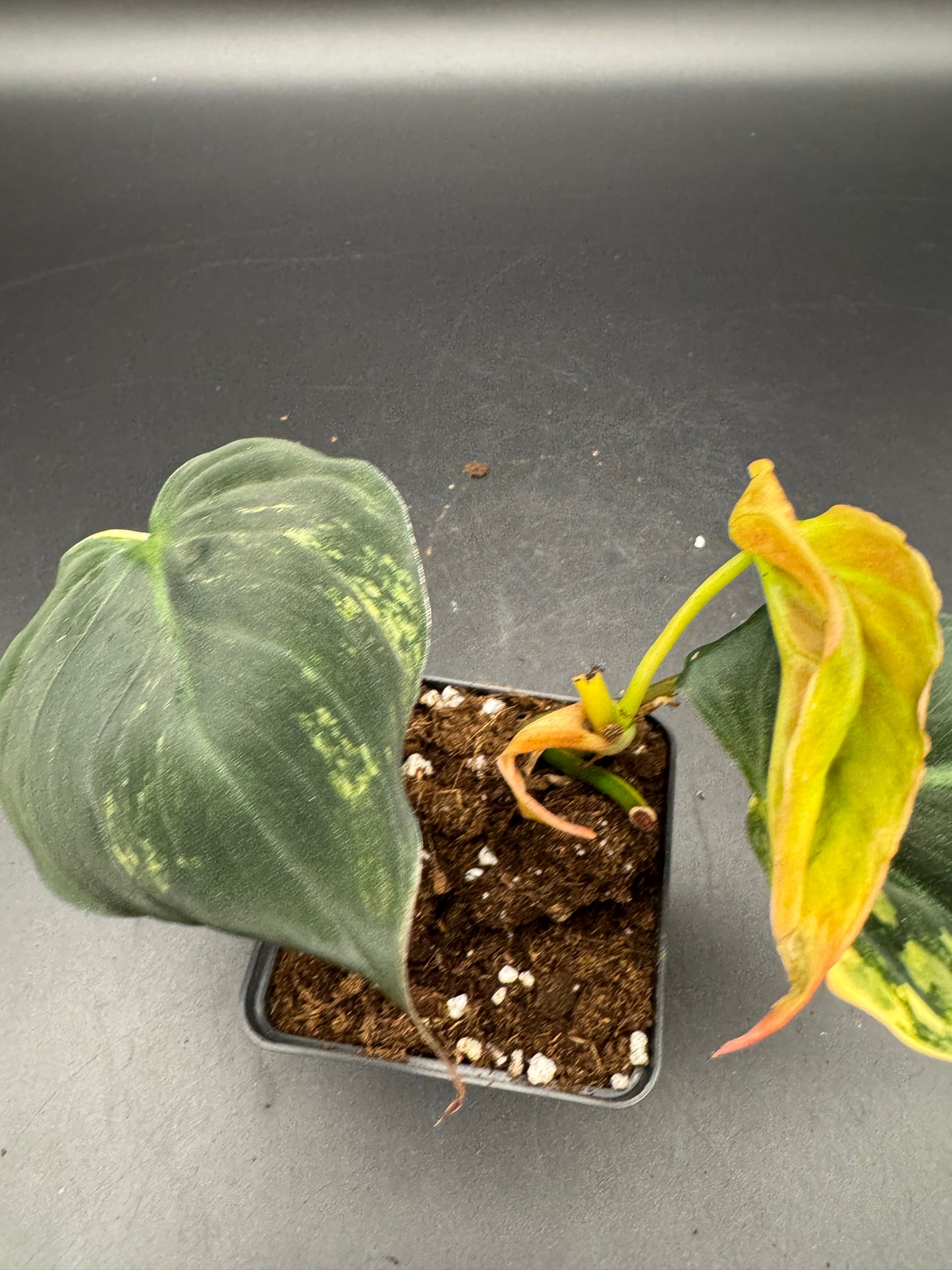 Philodendron micans variegata