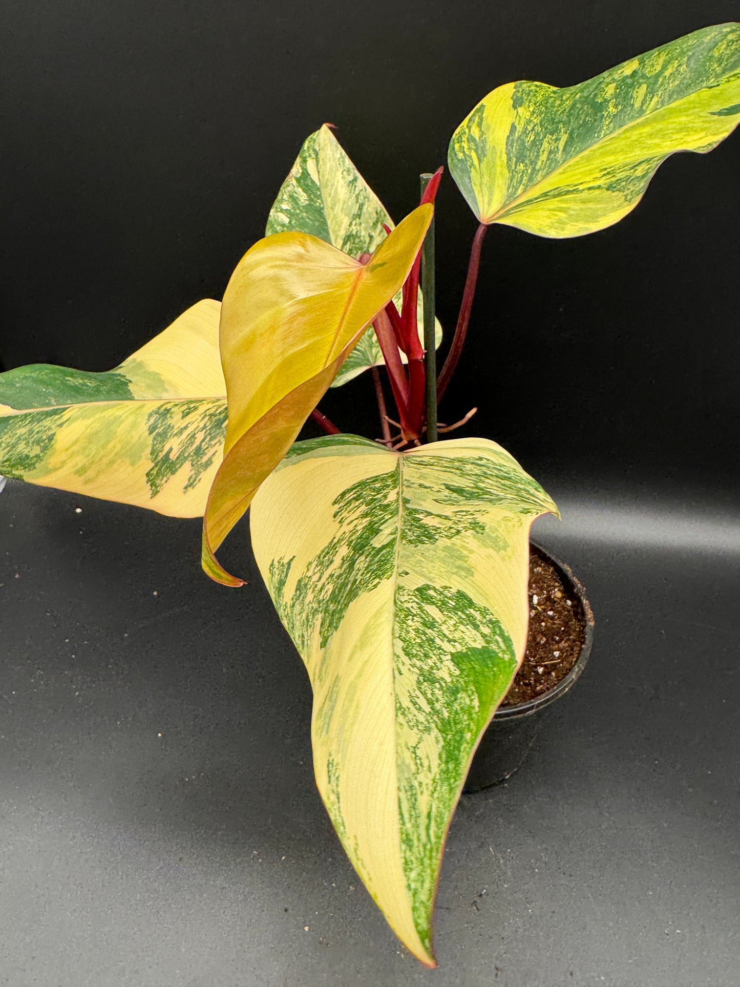 Philodendron Strawberry Shake