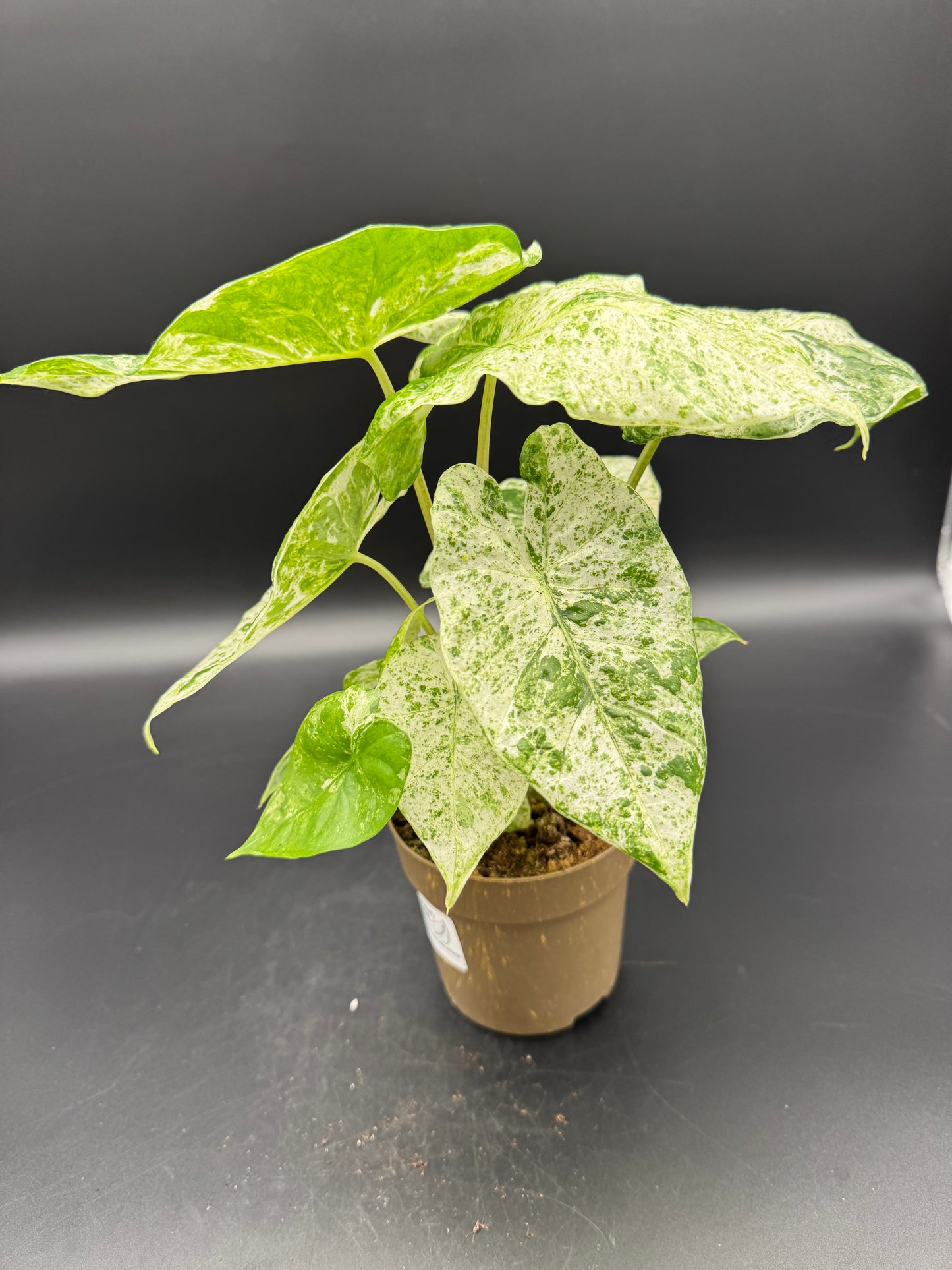 Alocasia macrorrhizos 'Splash'