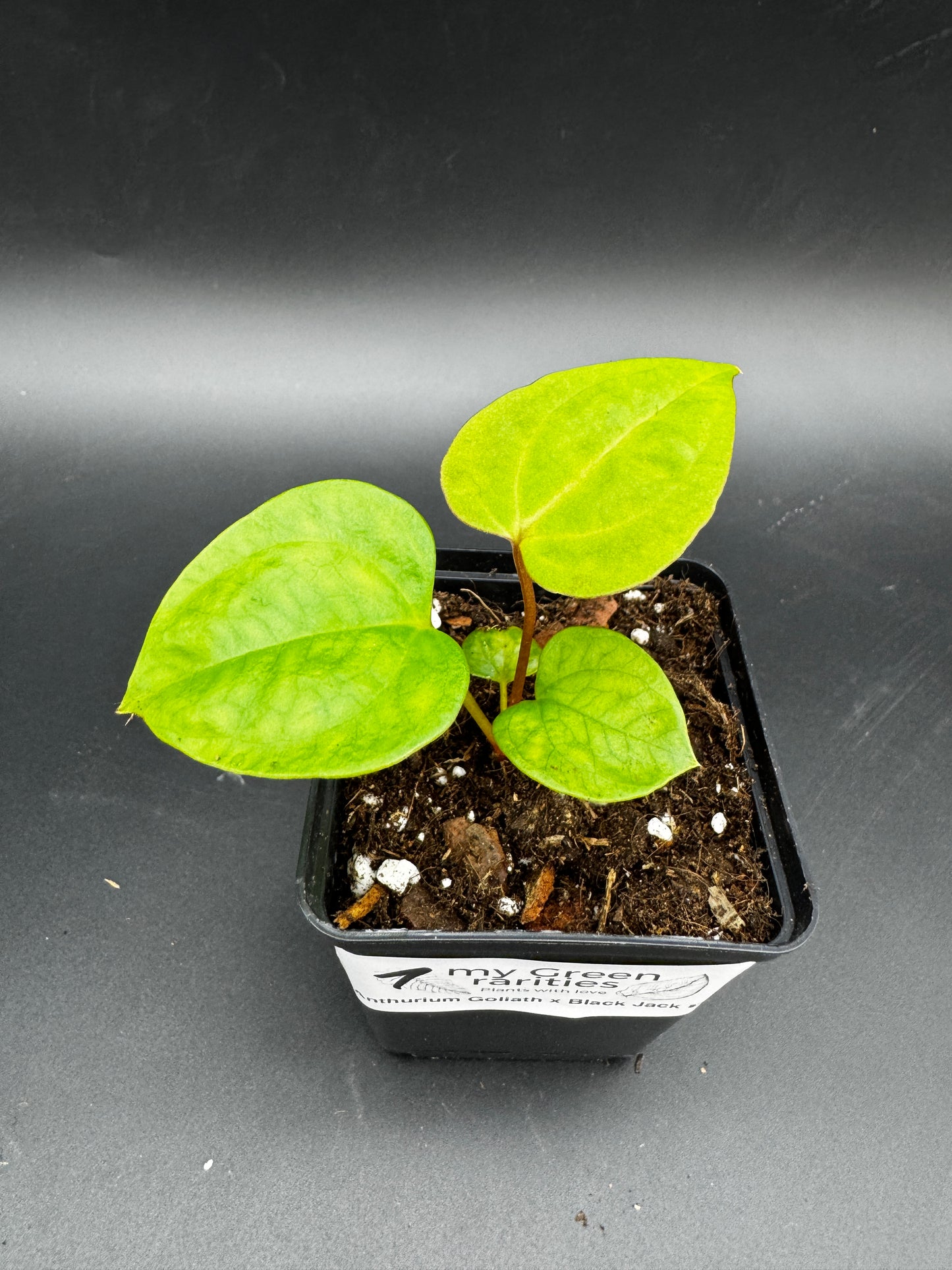 Anthurium Goliath x Black Jack