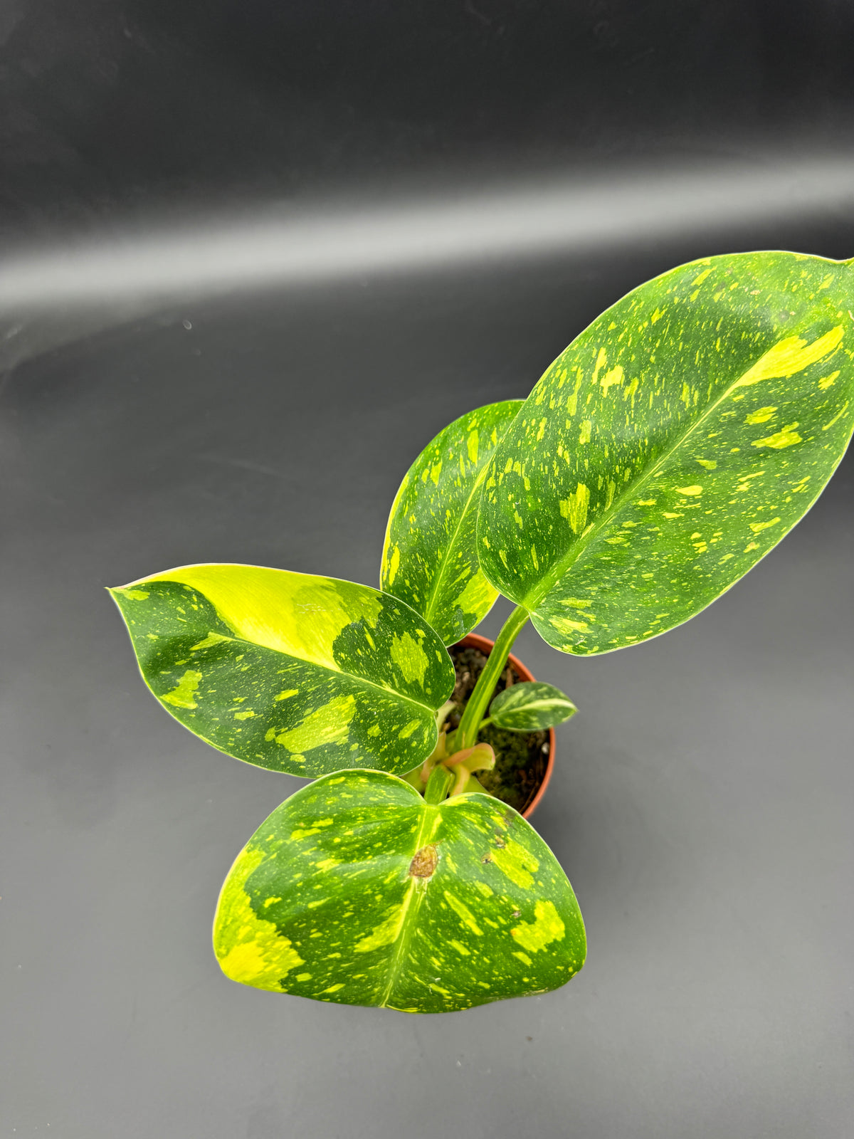 Philodendron Green Kongo variegata