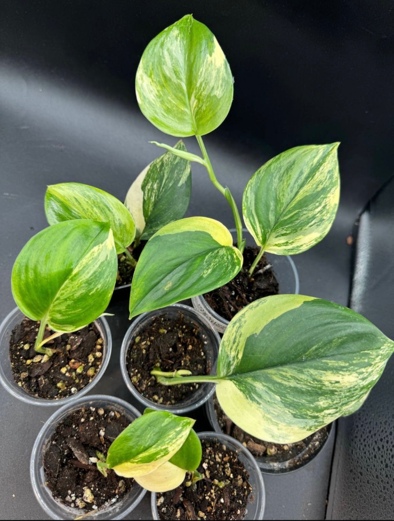Scindapsus treubii moonlight Tricolor