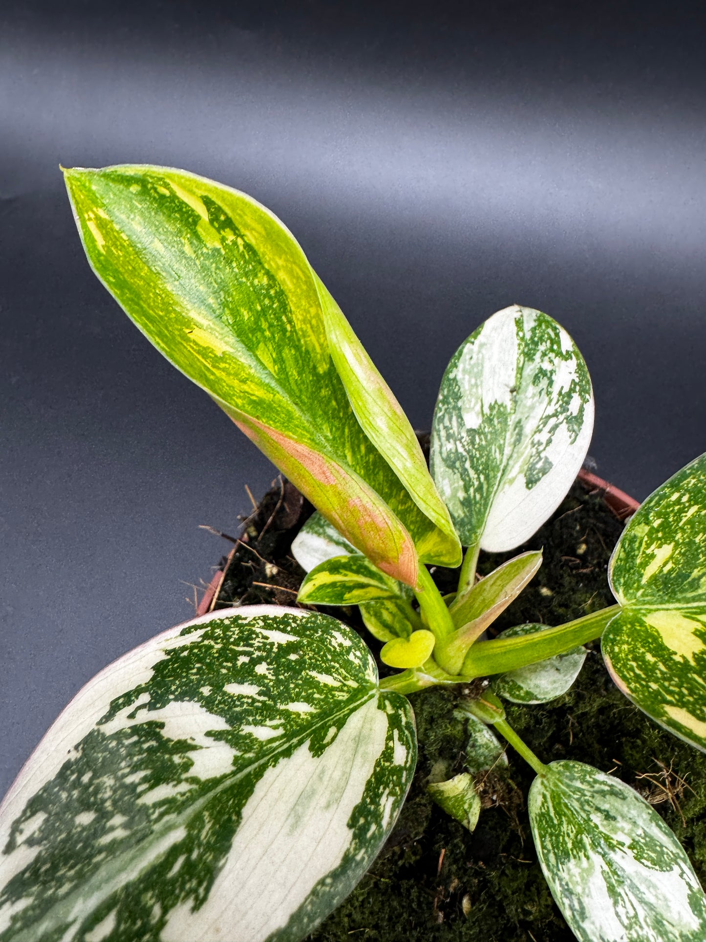 Philodendron Green Kongo variegata