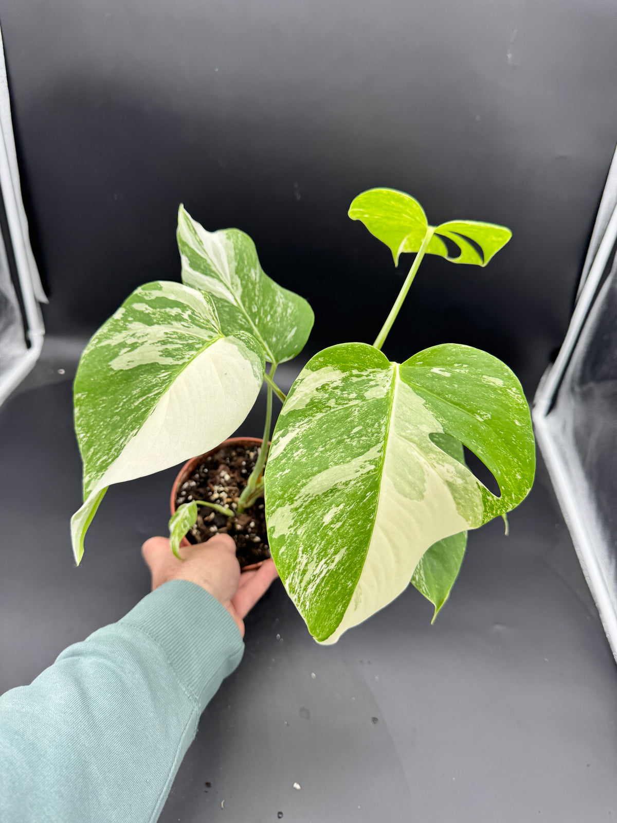 Monstera deliciosa variegata