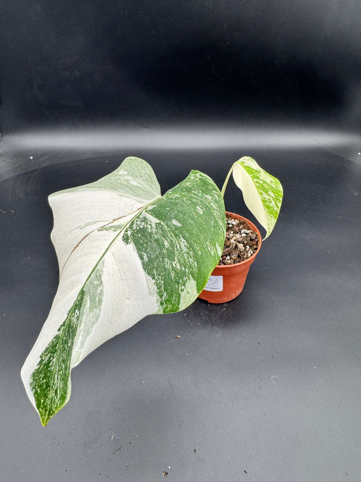 Monstera deliciosa variegata
