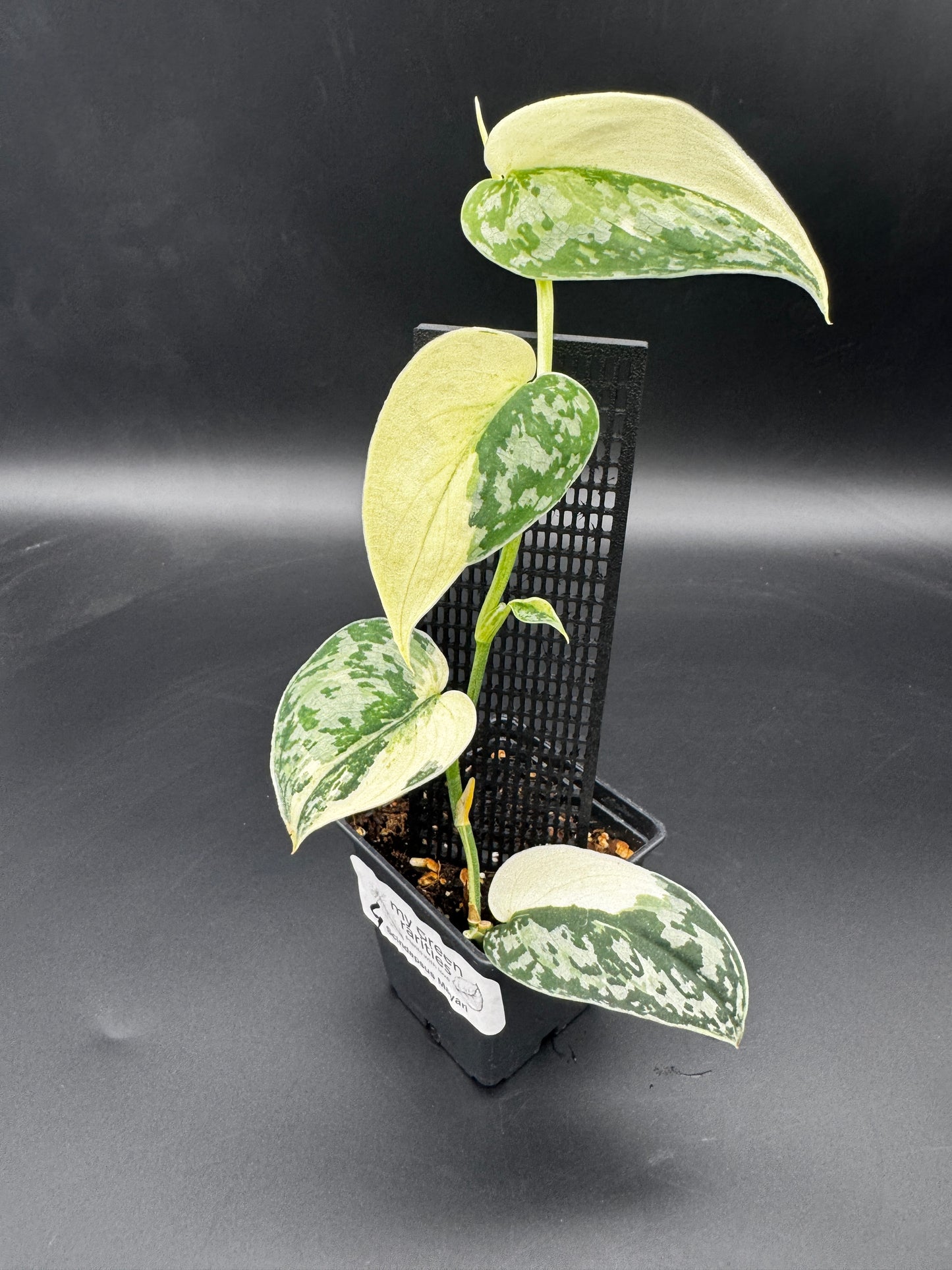 Scindapsus Mayari
