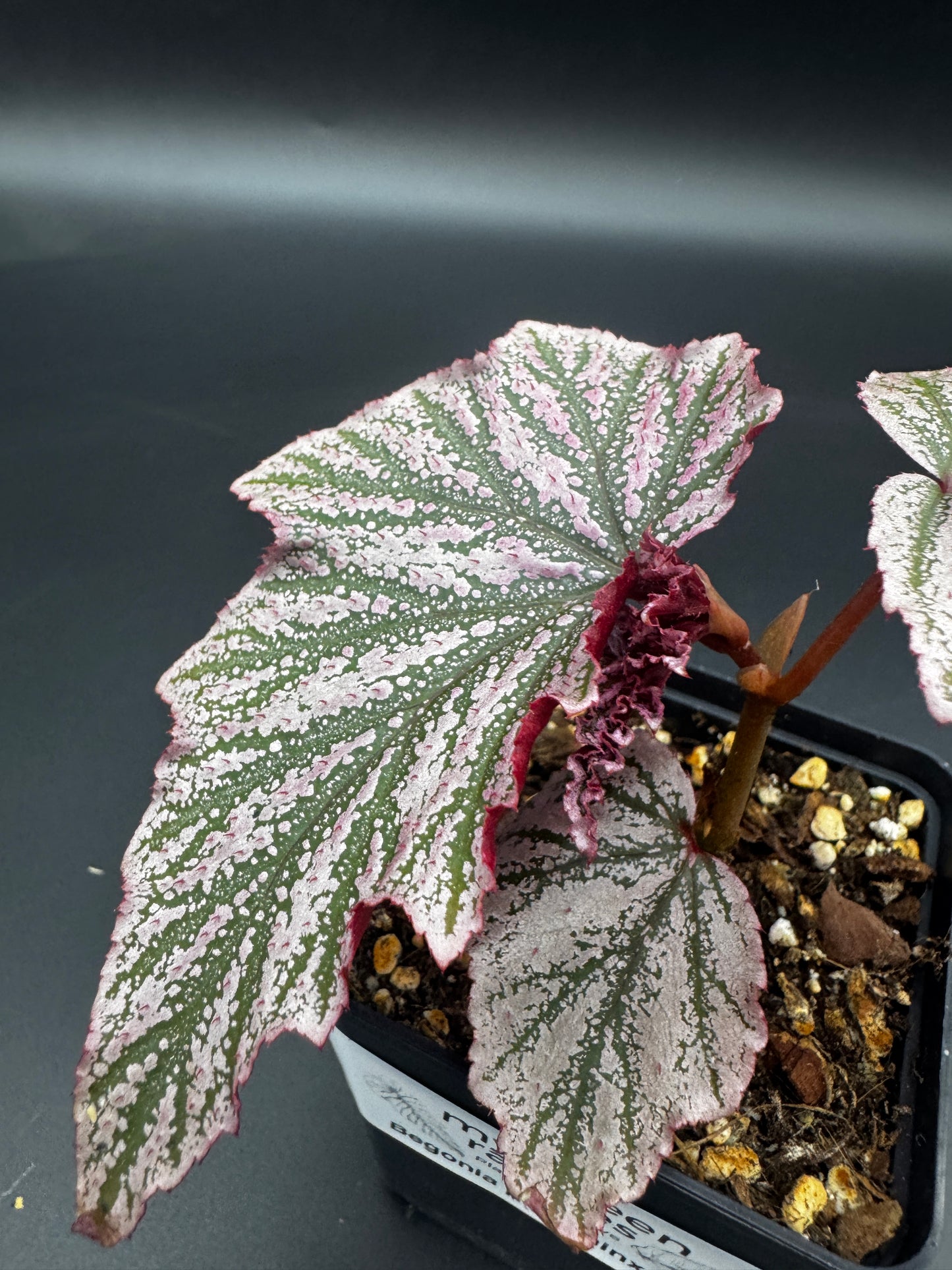 Begonia Pink minx