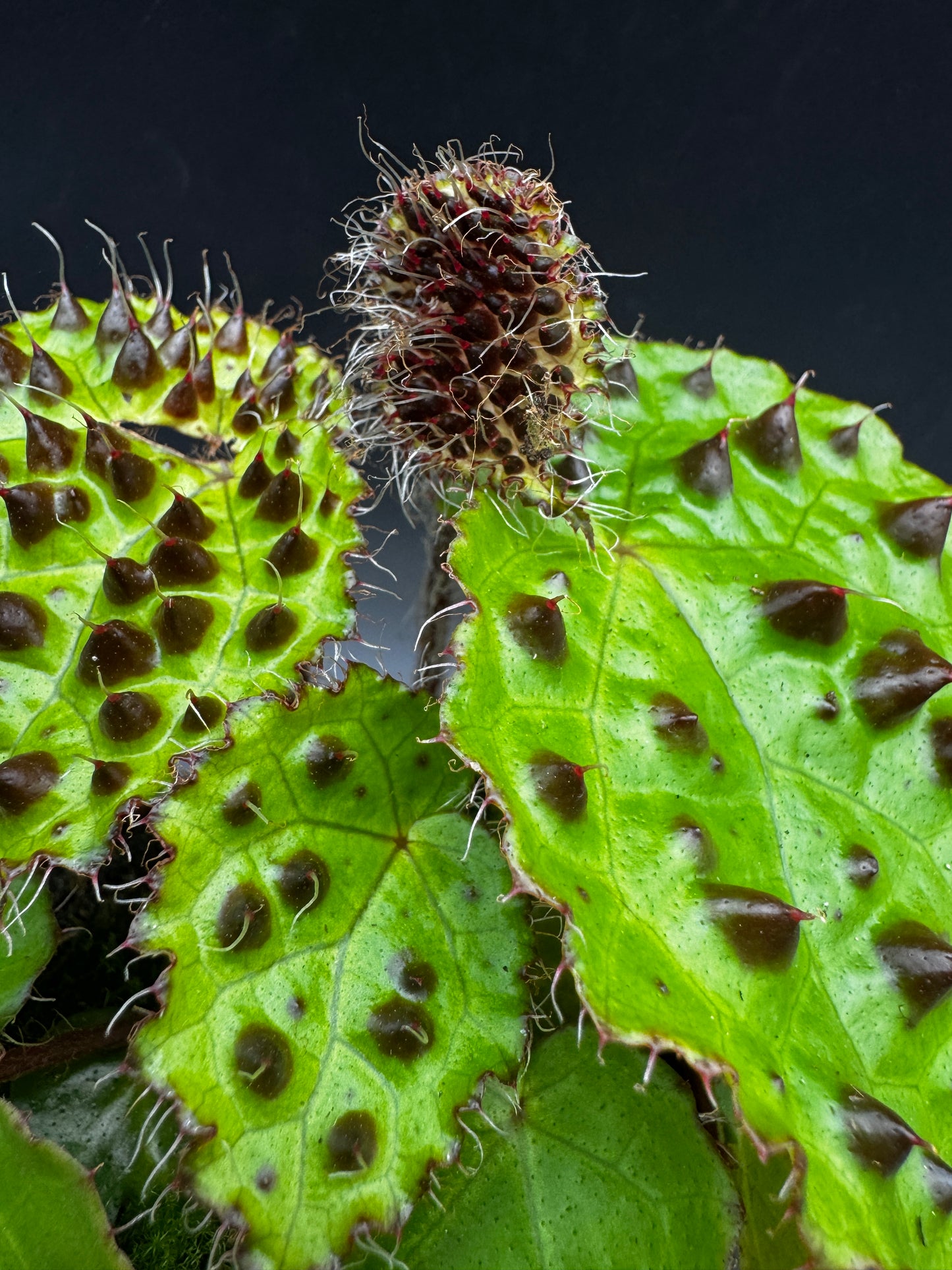 Begonia Ferox