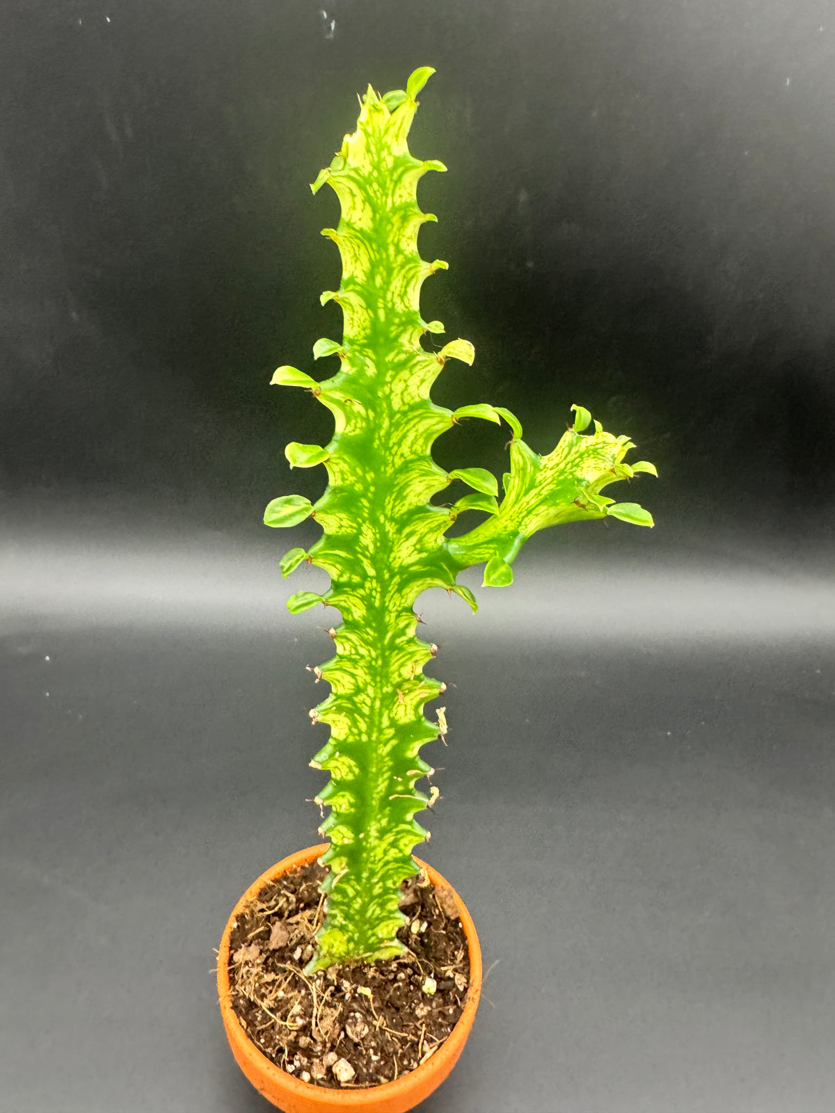 Euphorbia lactea 'Variegata'