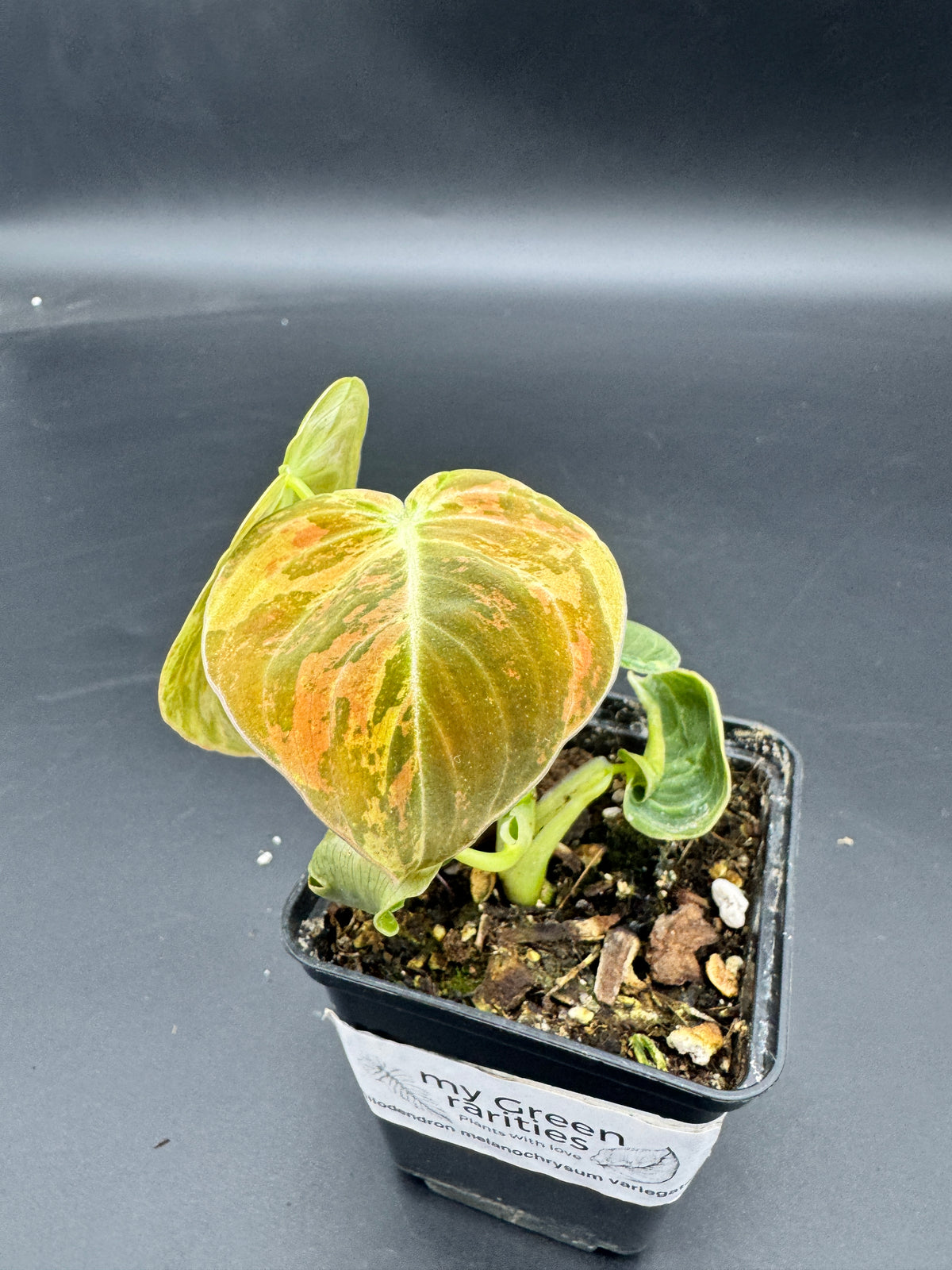 Philodendron melanochrysum variegata