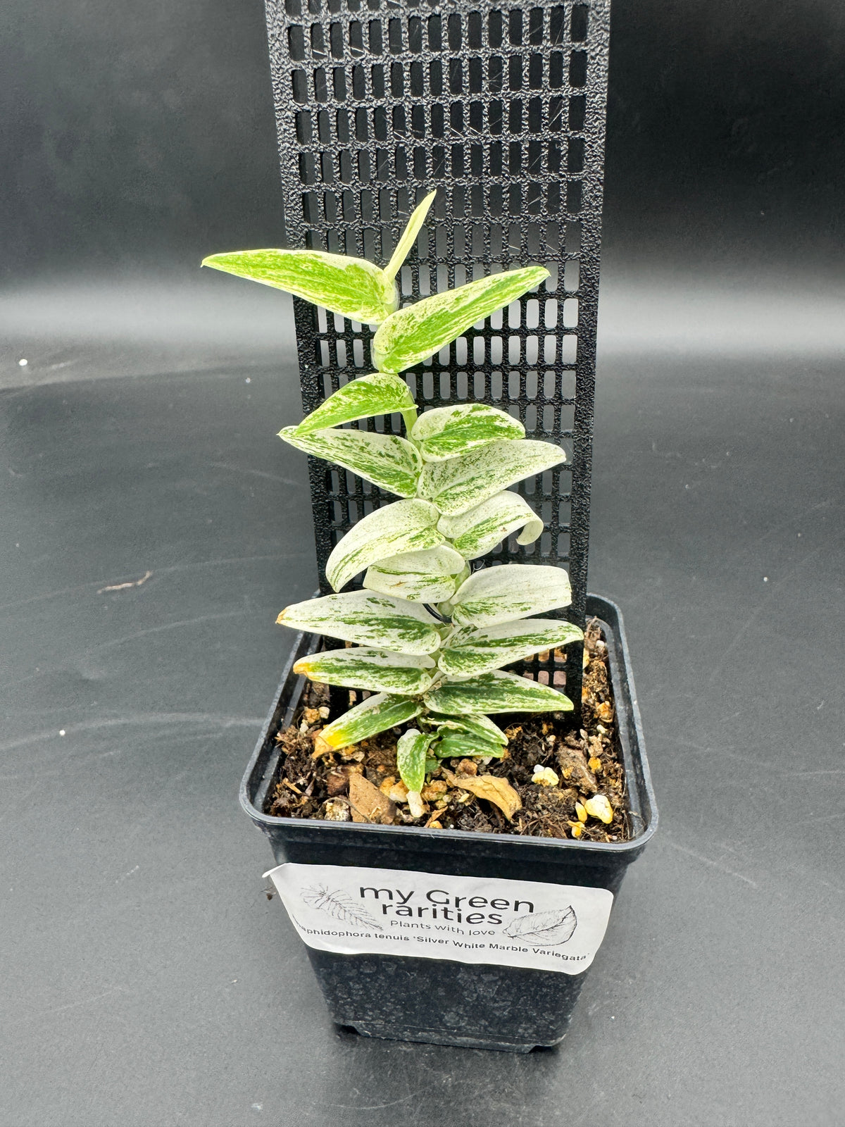 Rhaphidophora Tenuis Silver white Marble variegata