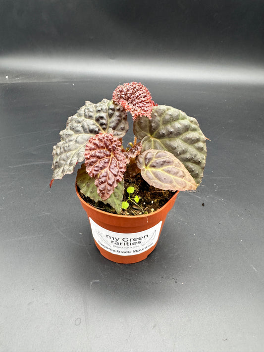 Begonia Black Mountain