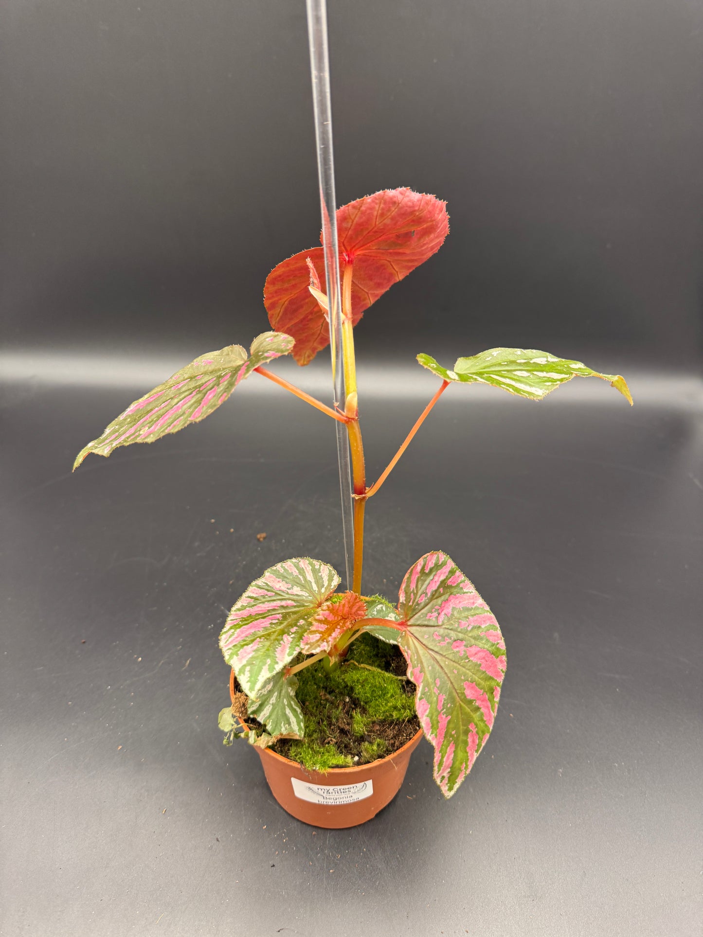 Begonia Brevisimosa
