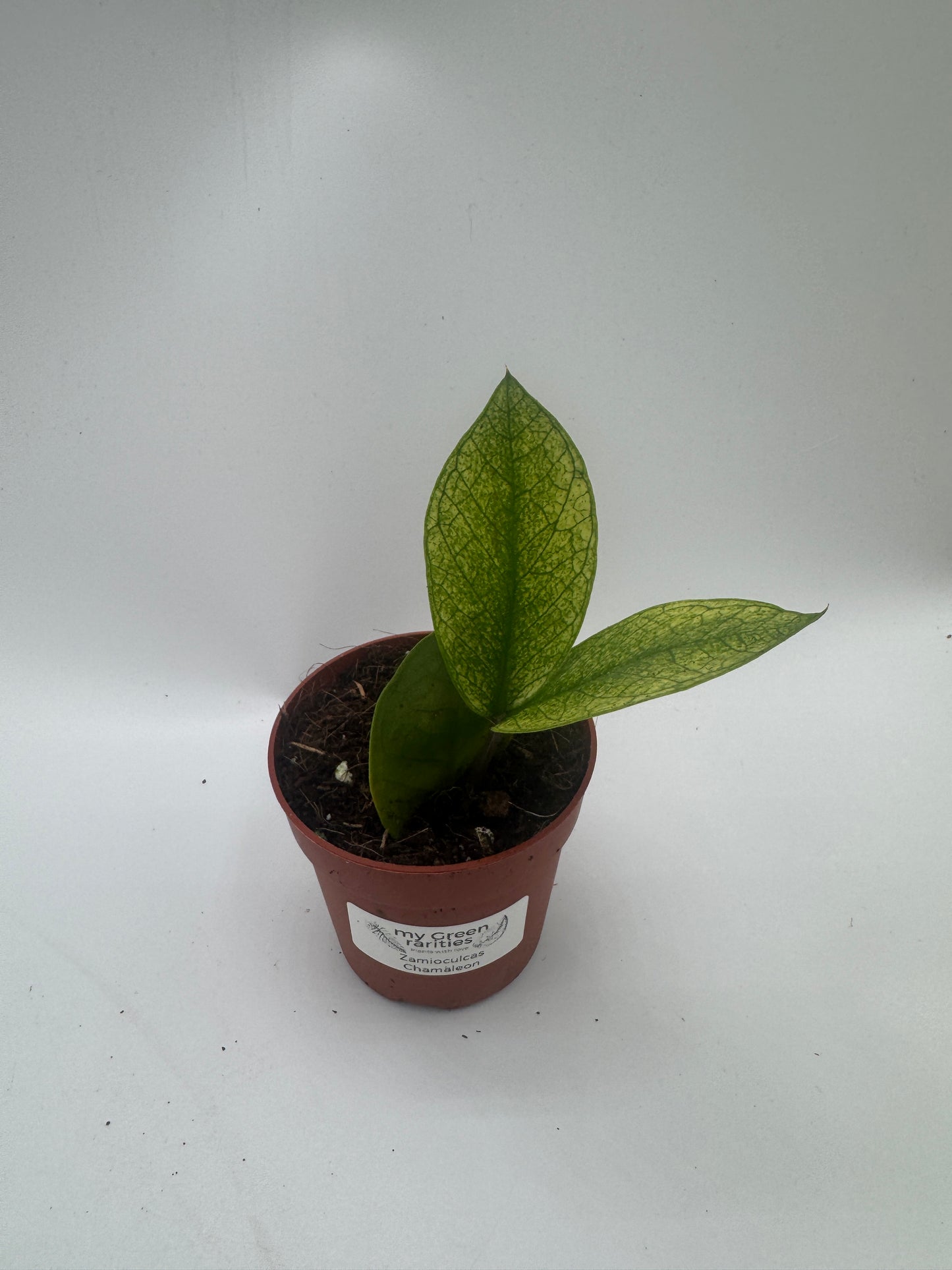 Zamioculcas chameleon