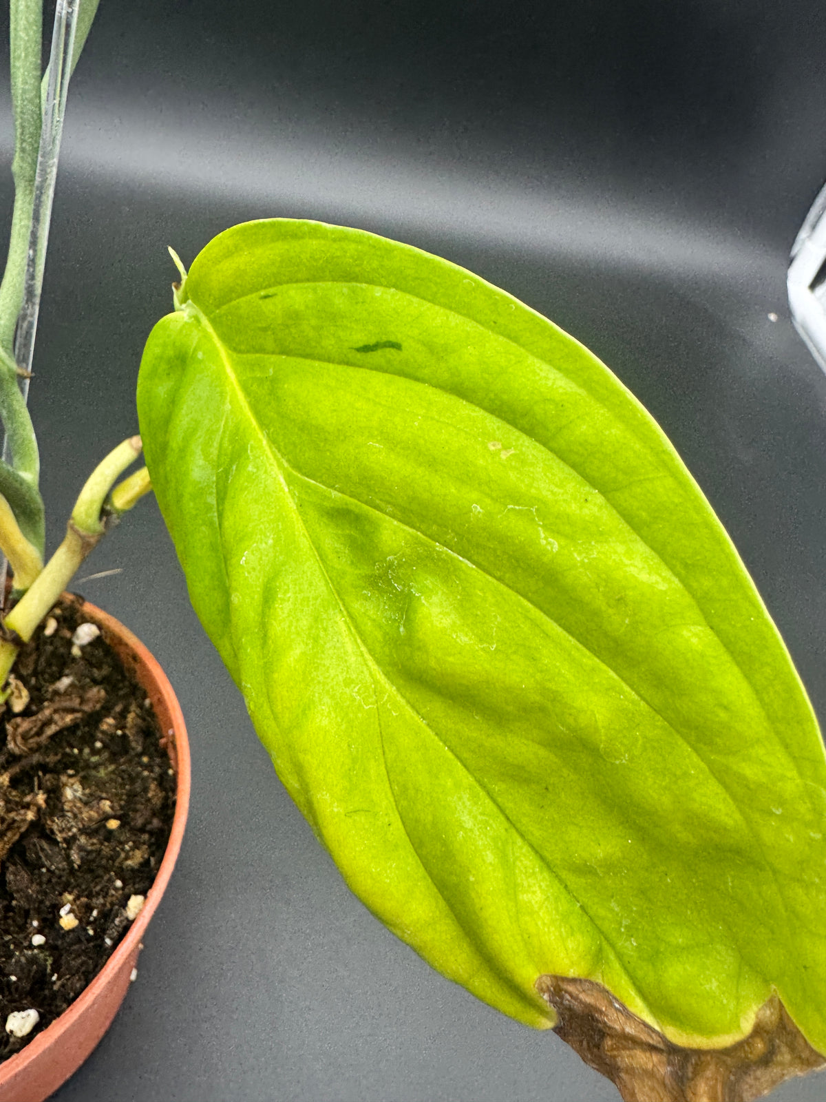 Monstera karstenanium Peru variegata