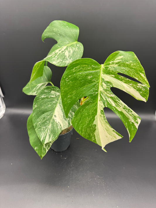 Monstera deliciosa variegata
