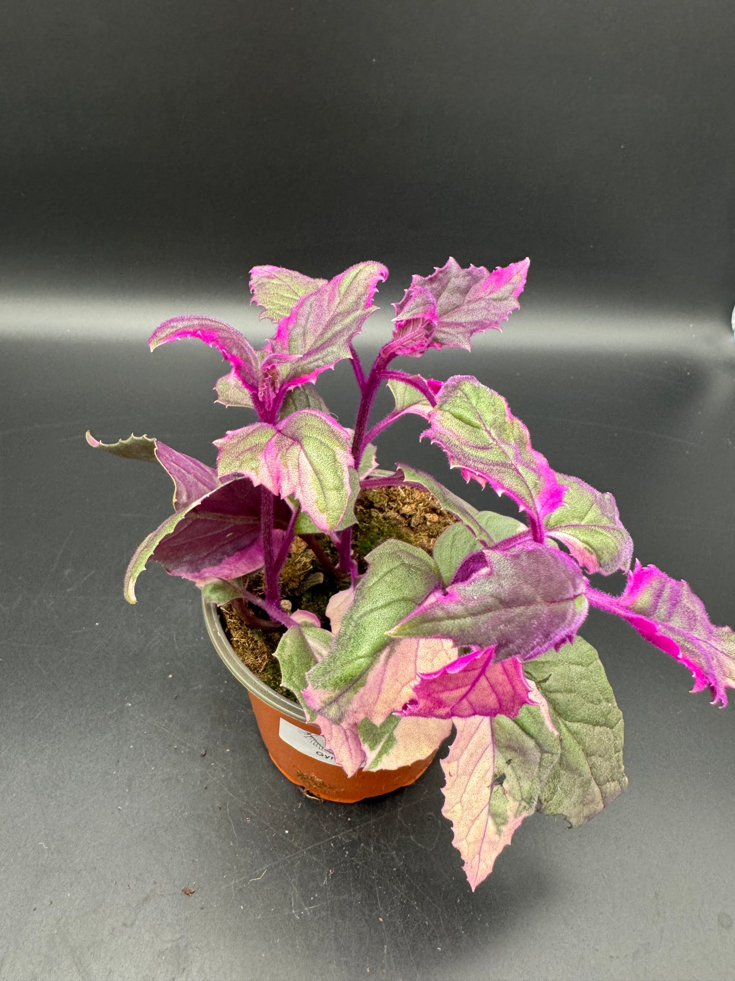 Gynura variegata