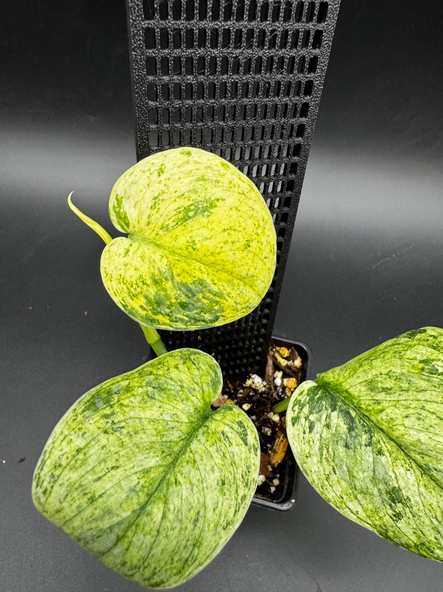Scindapsus Silver Cloud variegata