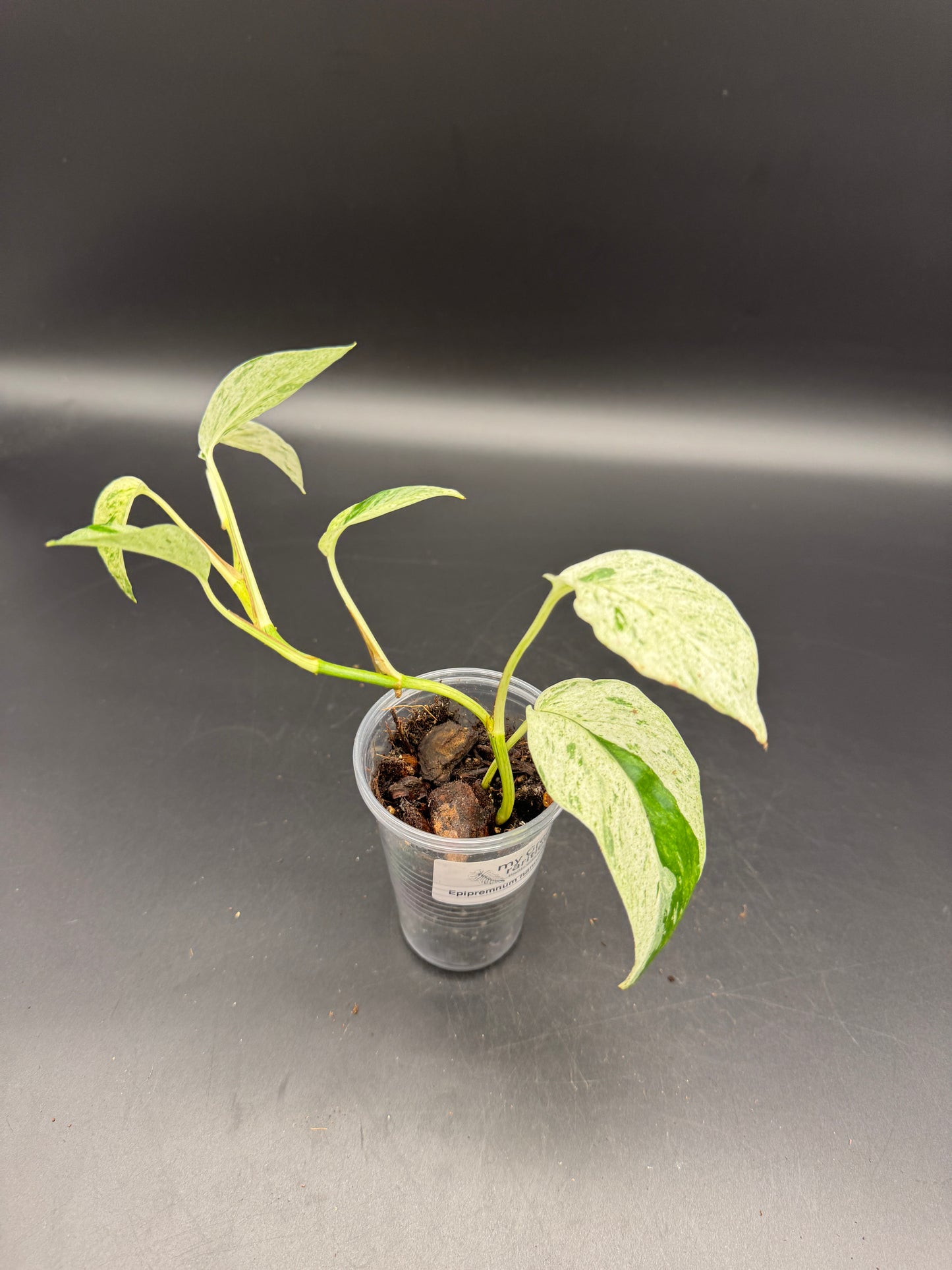 Epipremnum hanoman sp Bali